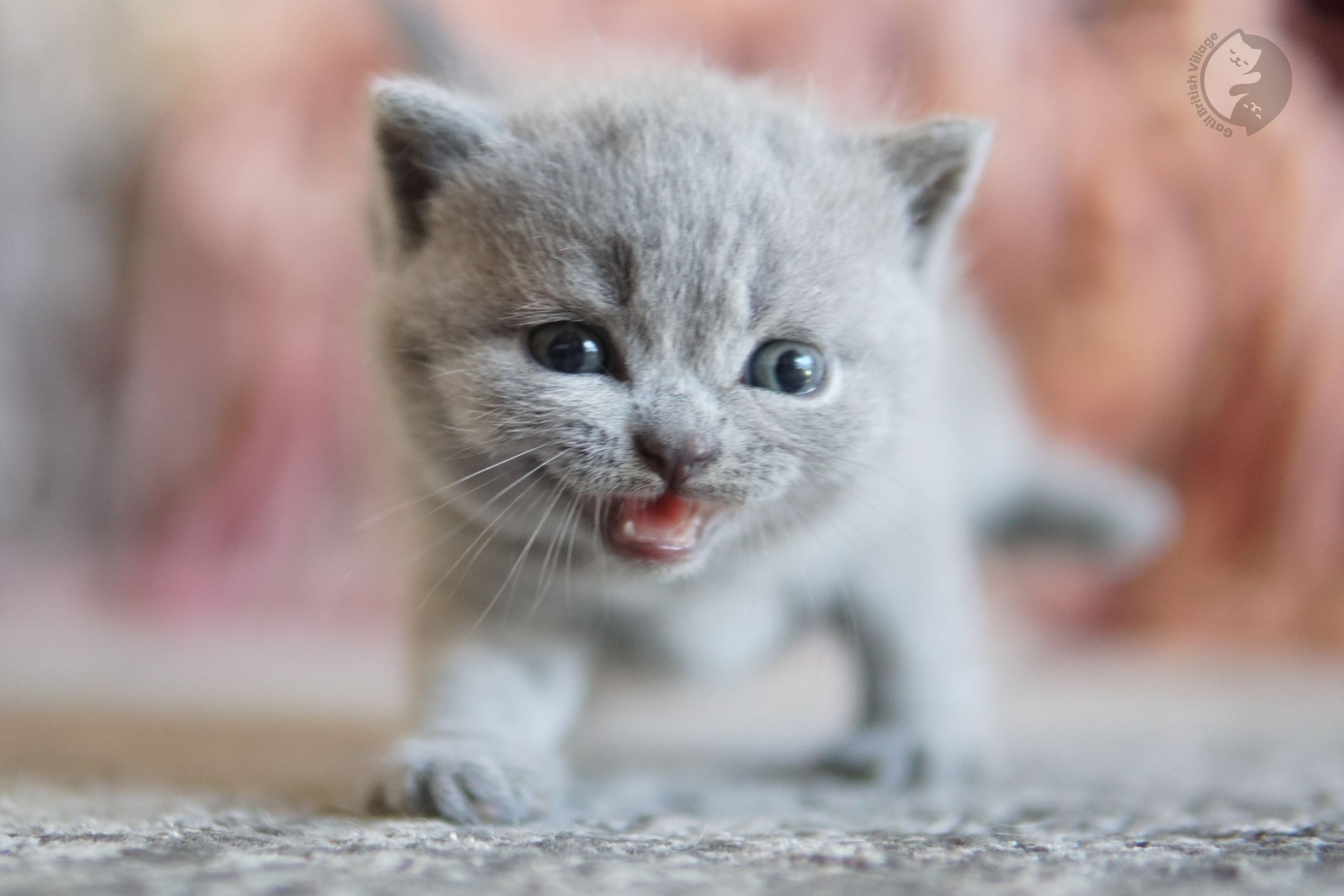 Filhote British Shorthair blue sentado sobre manta de algodão, com bigodes bem visíveis