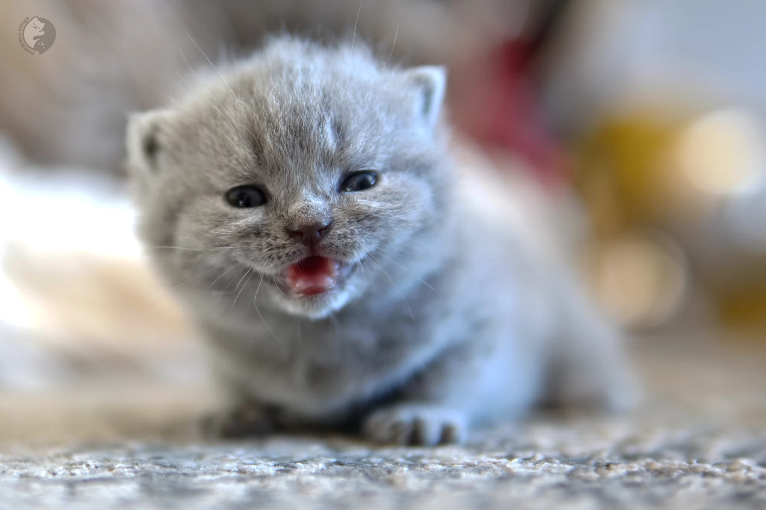 Filhote British Shorthair lilac cheirando o ambiente curioso, no cenário de inverno com tons pastel