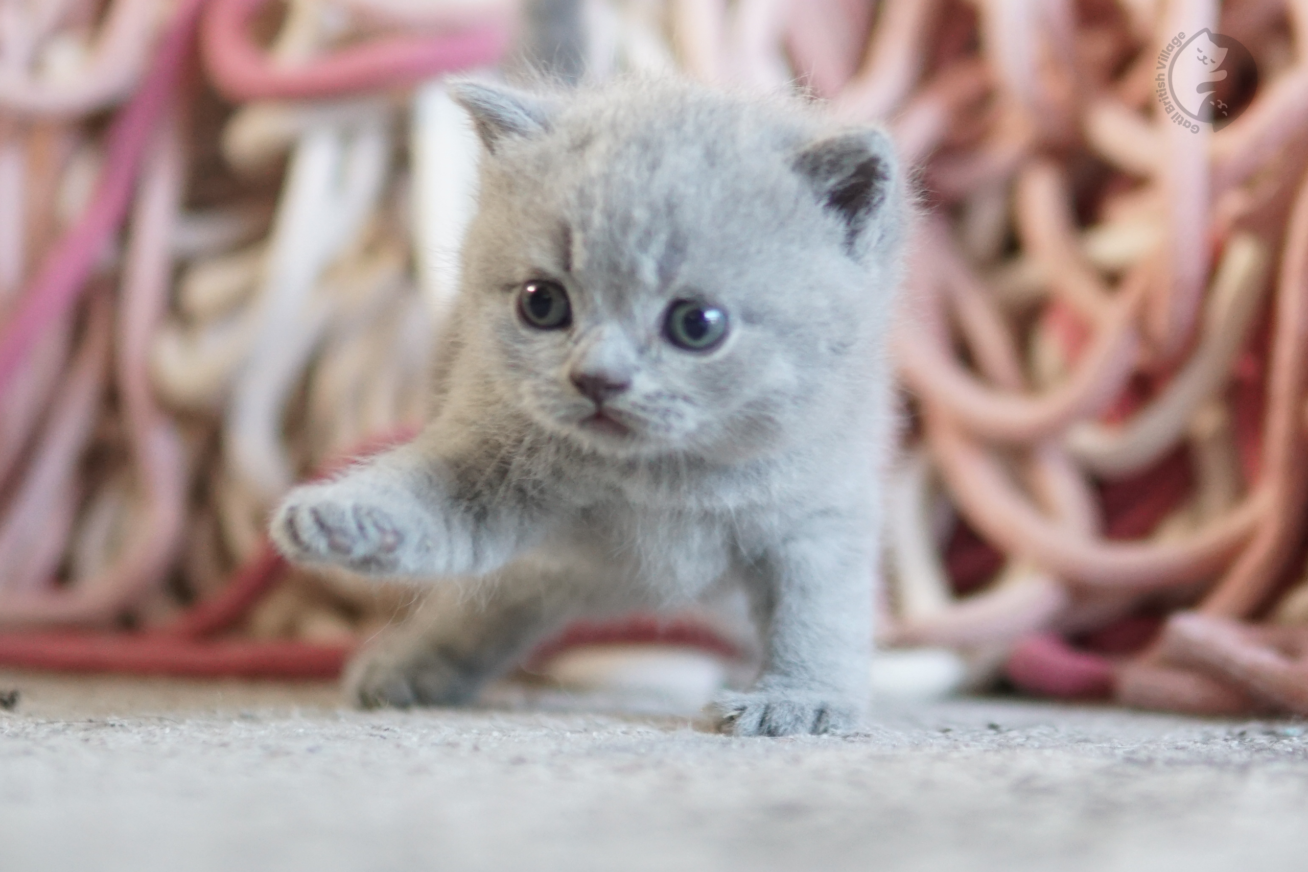 Filhote British Shorthair lilac brincando com um brinquedo de pelúcia, em posição relaxada e tranquila
