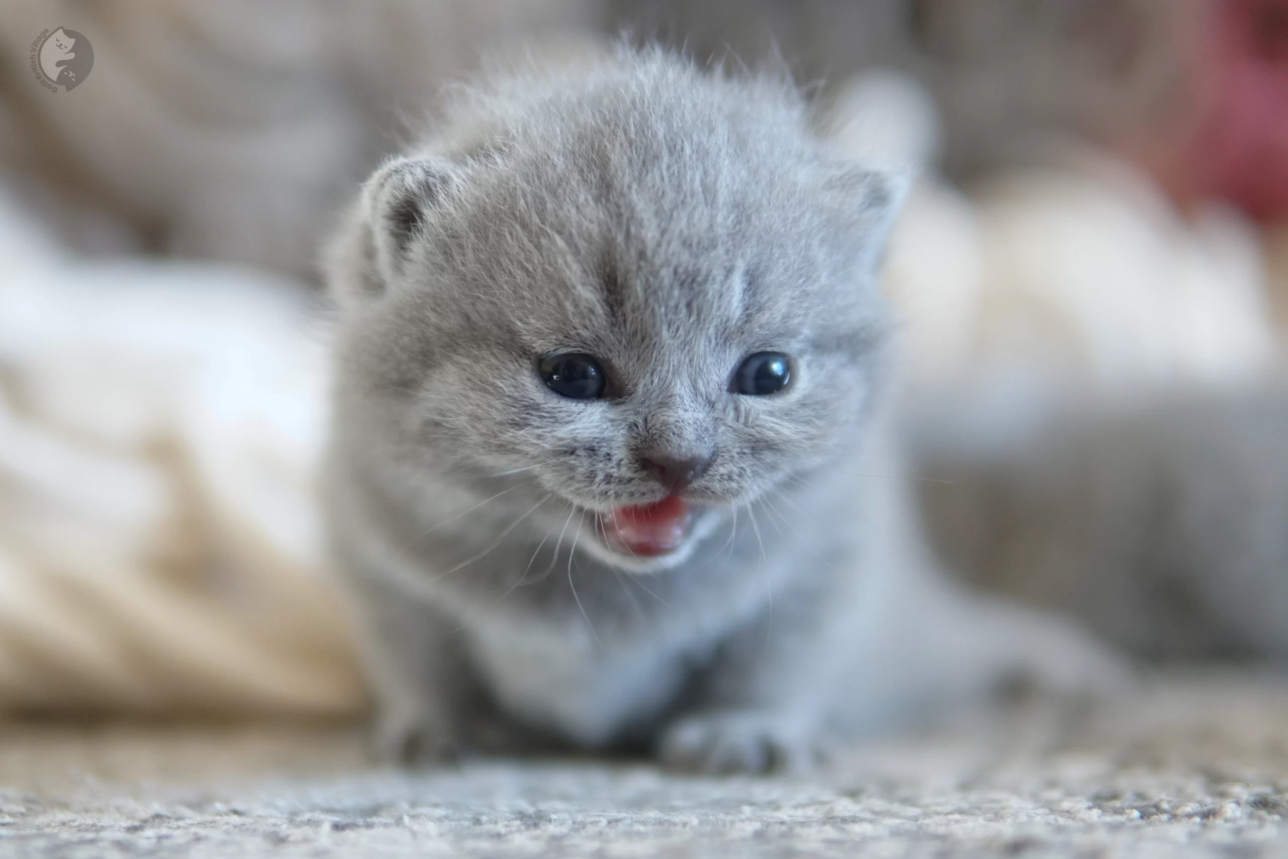 Filhote British Shorthair blue olhando diretamente para a lente, com pelagem destacando sob o fundo branco