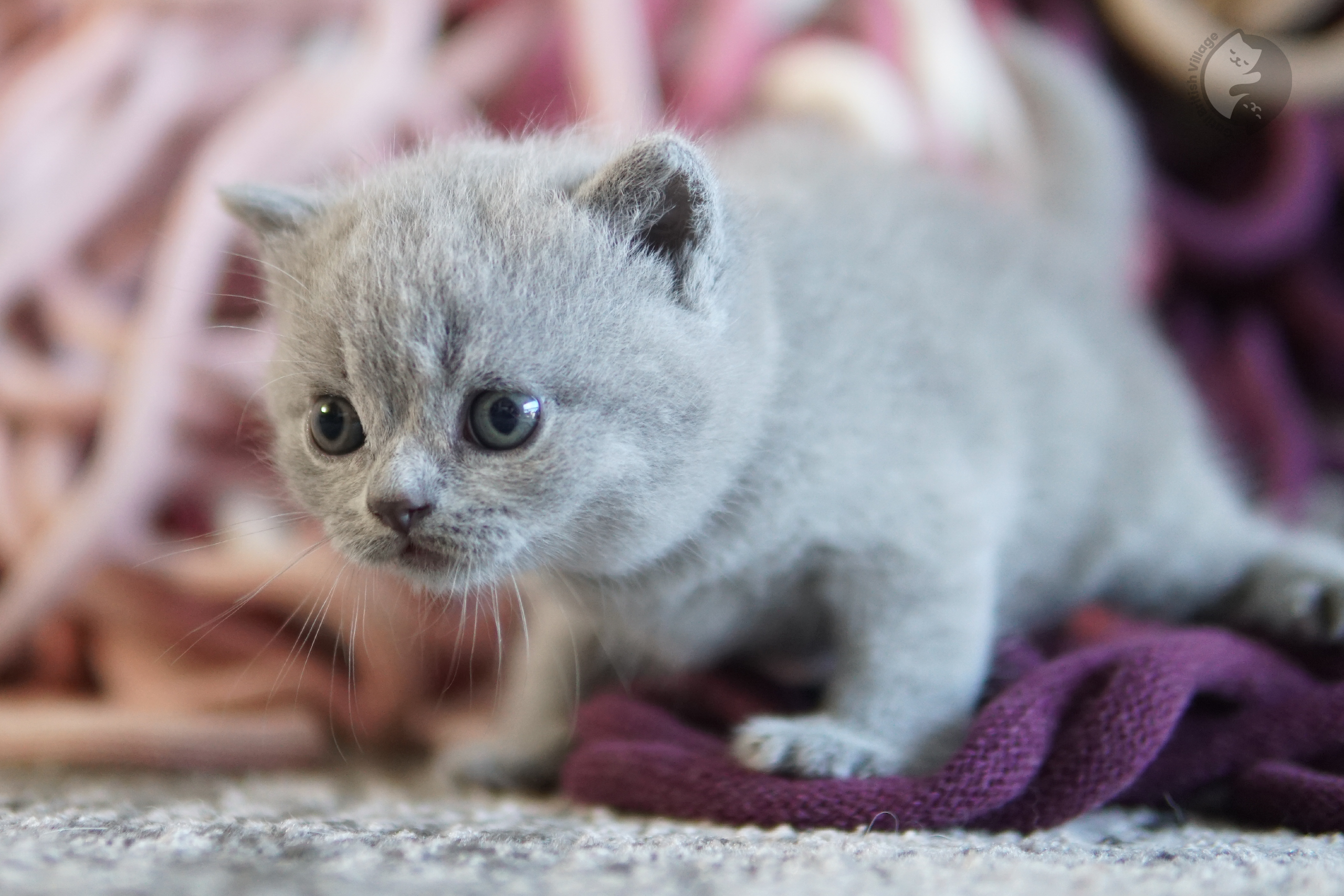 Filhote British Shorthair lilac com as orelhas em alerta, sob luz natural suave