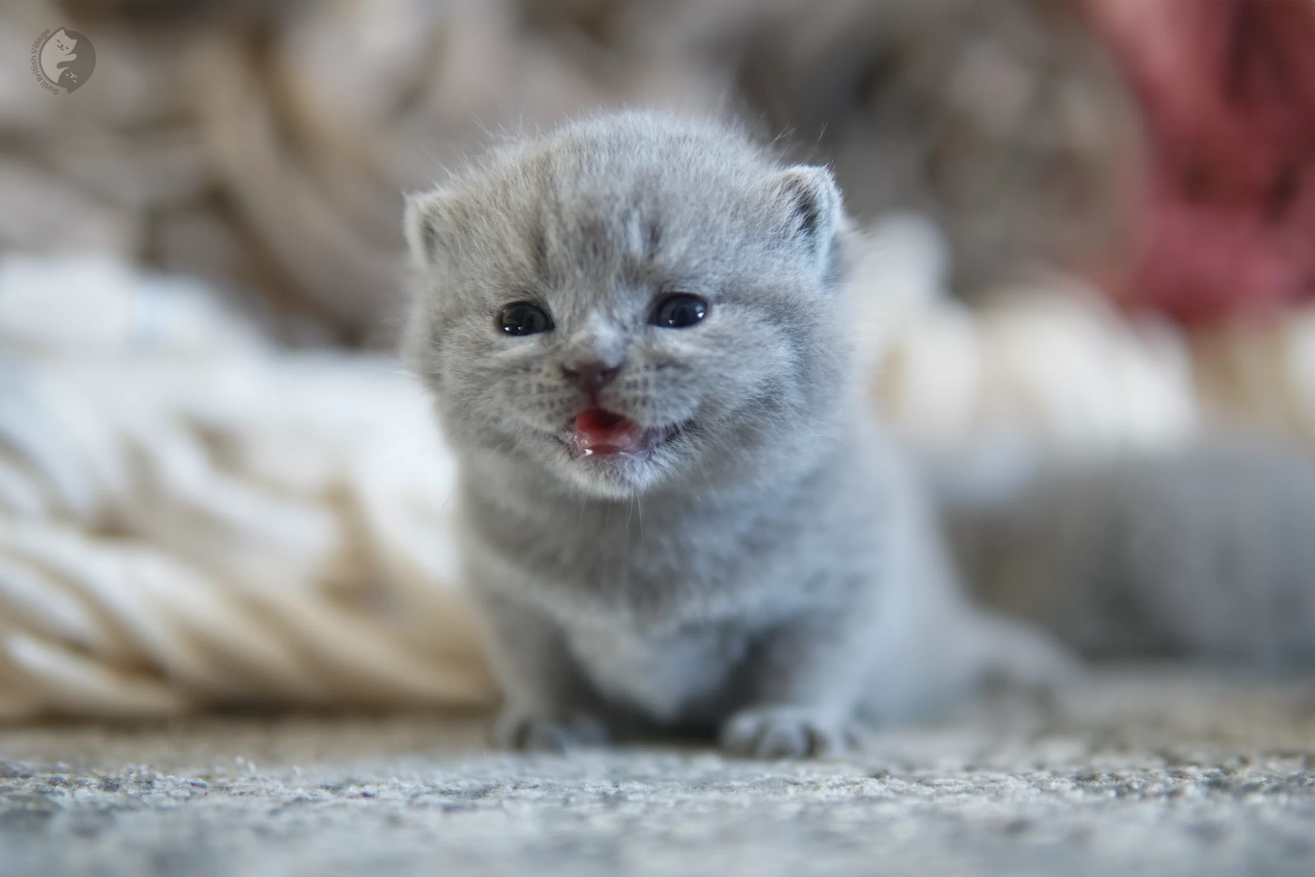 Filhote British Shorthair blue com as orelhas em alerta, com olhos semiabertos