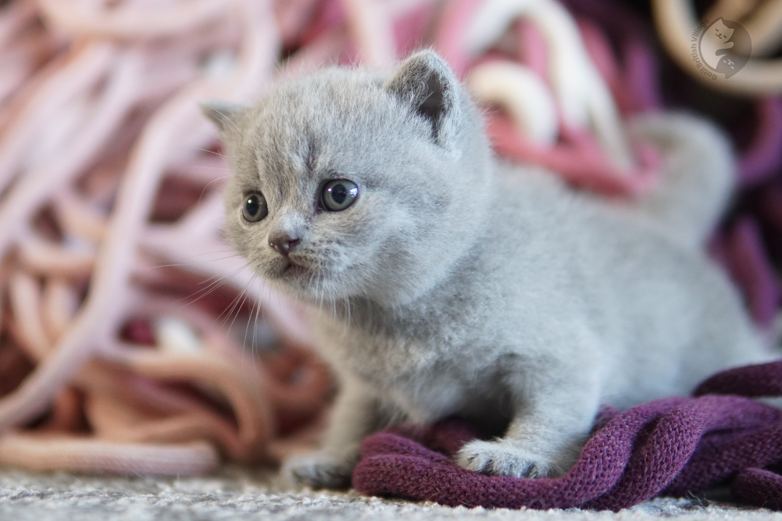 Filhote British Shorthair blue sentado sobre manta de algodão, ao lado de outro filhote