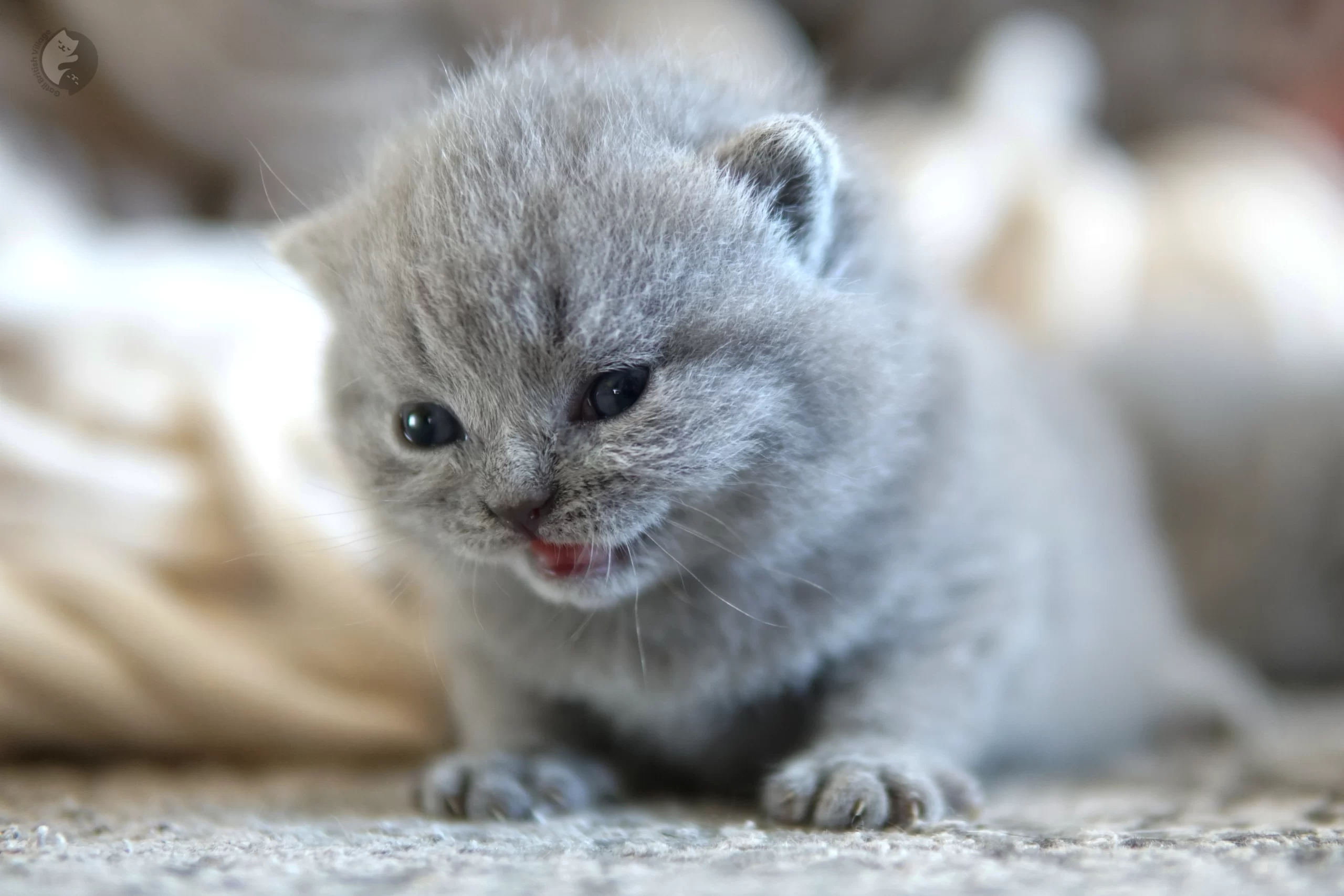 Filhote British Shorthair lilac com as patinhas esticadas sobre o cobertor, com pelagem destacando sob o fundo branco