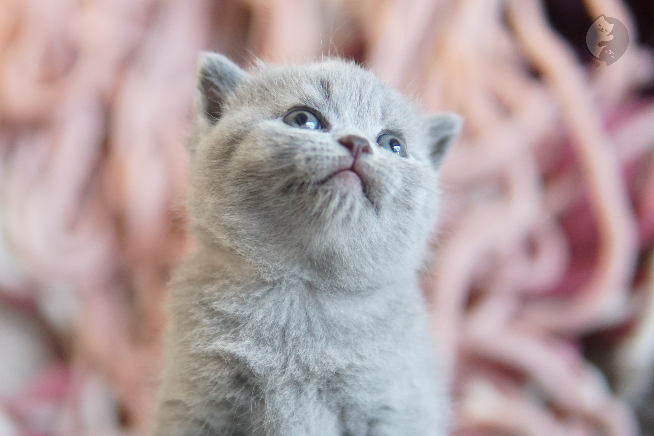 Filhote British Shorthair blue enrolado em manta de tricô, em estúdio com fundo neutro