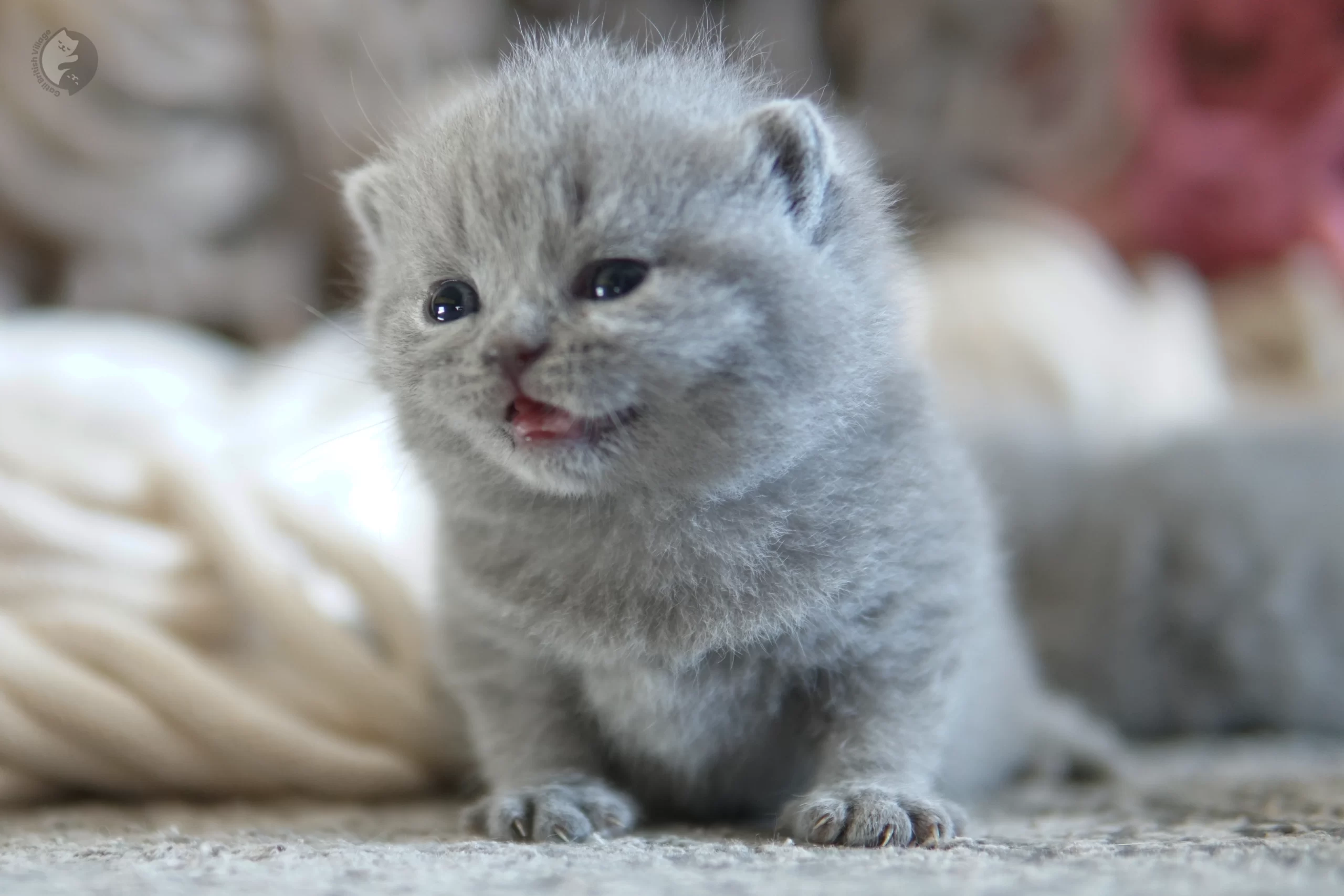 Filhote British Shorthair lilac com as patinhas esticadas sobre o cobertor, com bigodes bem visíveis