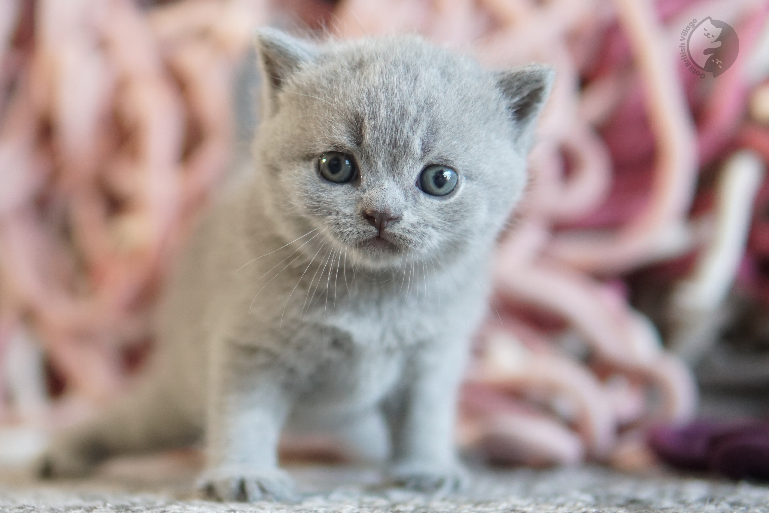 Filhote British Shorthair lilac olhando diretamente para a lente, em estúdio com fundo neutro