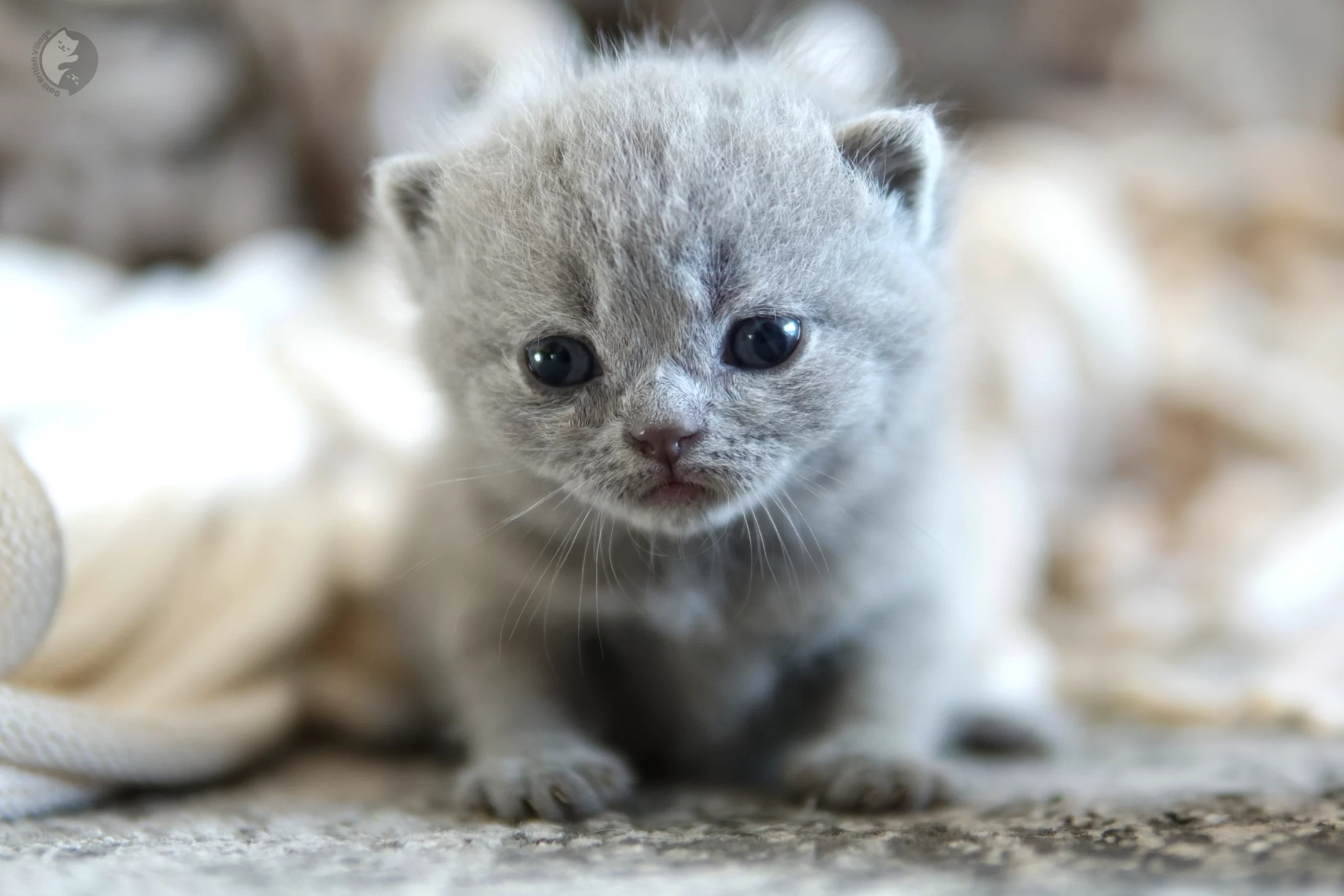 Filhote British Shorthair blue cheirando o ambiente curioso, ao lado de outro filhote