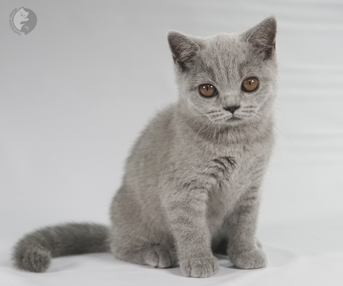 Brisa com olhar doce e altivo