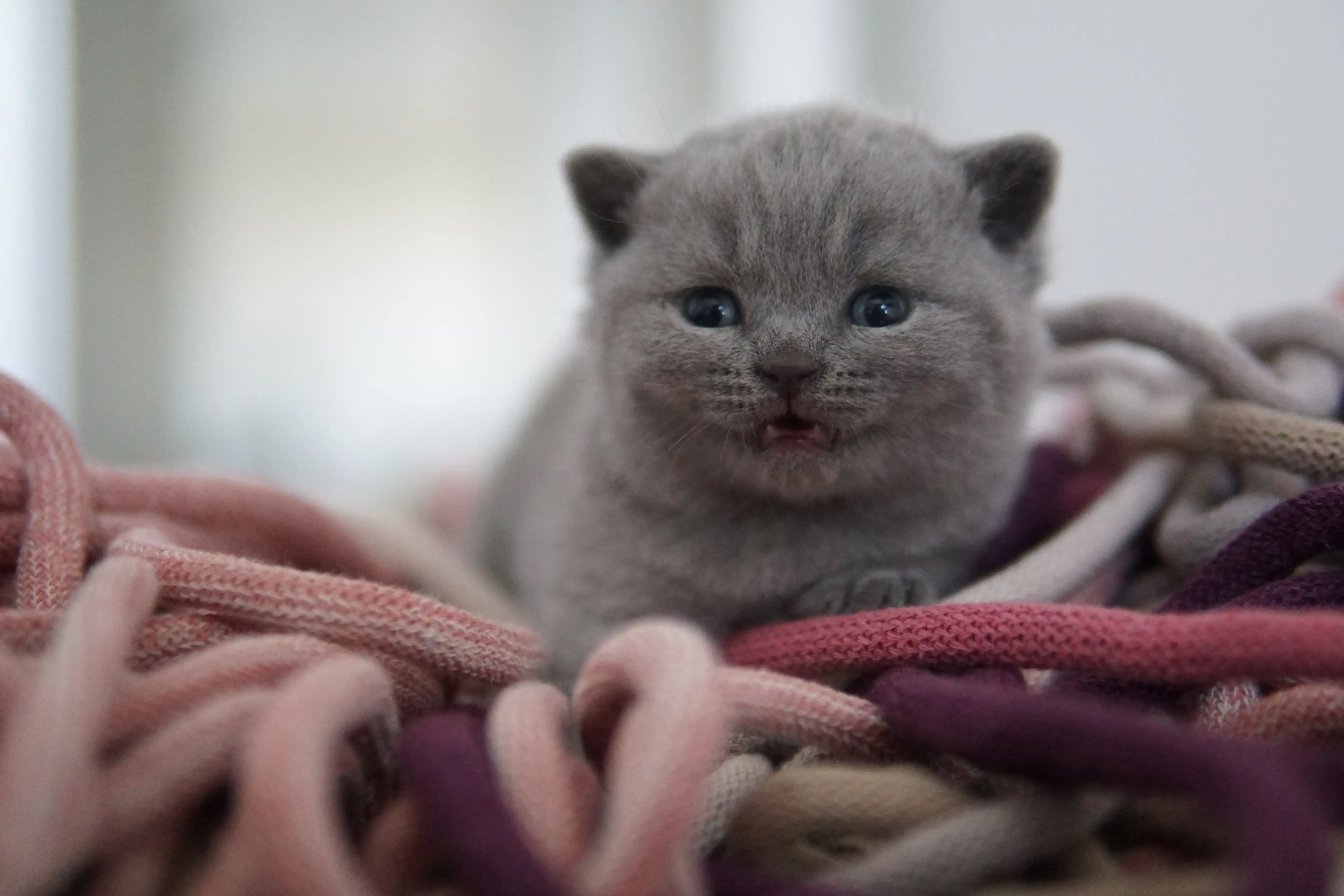 Filhote observando tudo com curiosidade