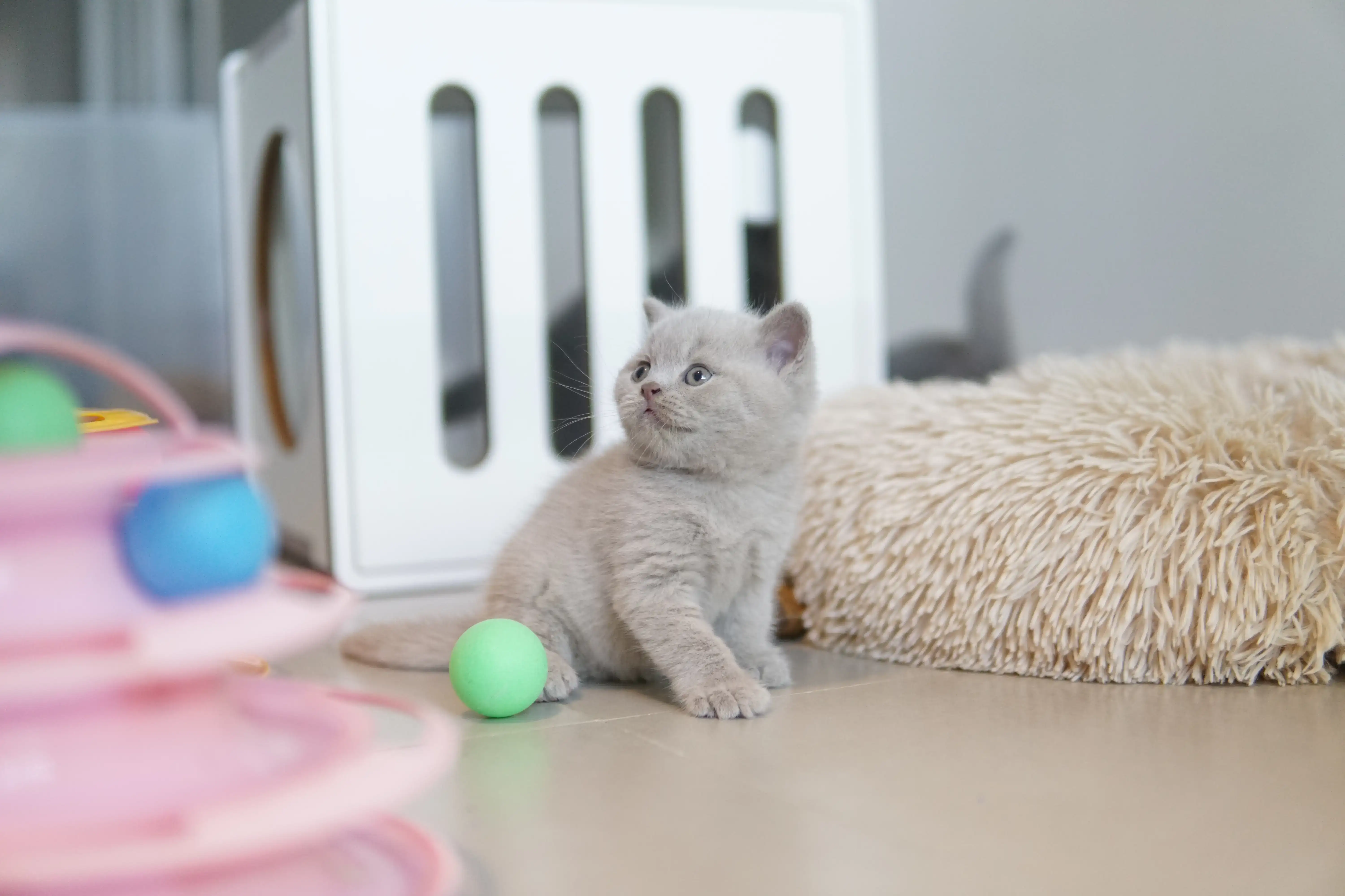 Filhote explorando o novo cobertor