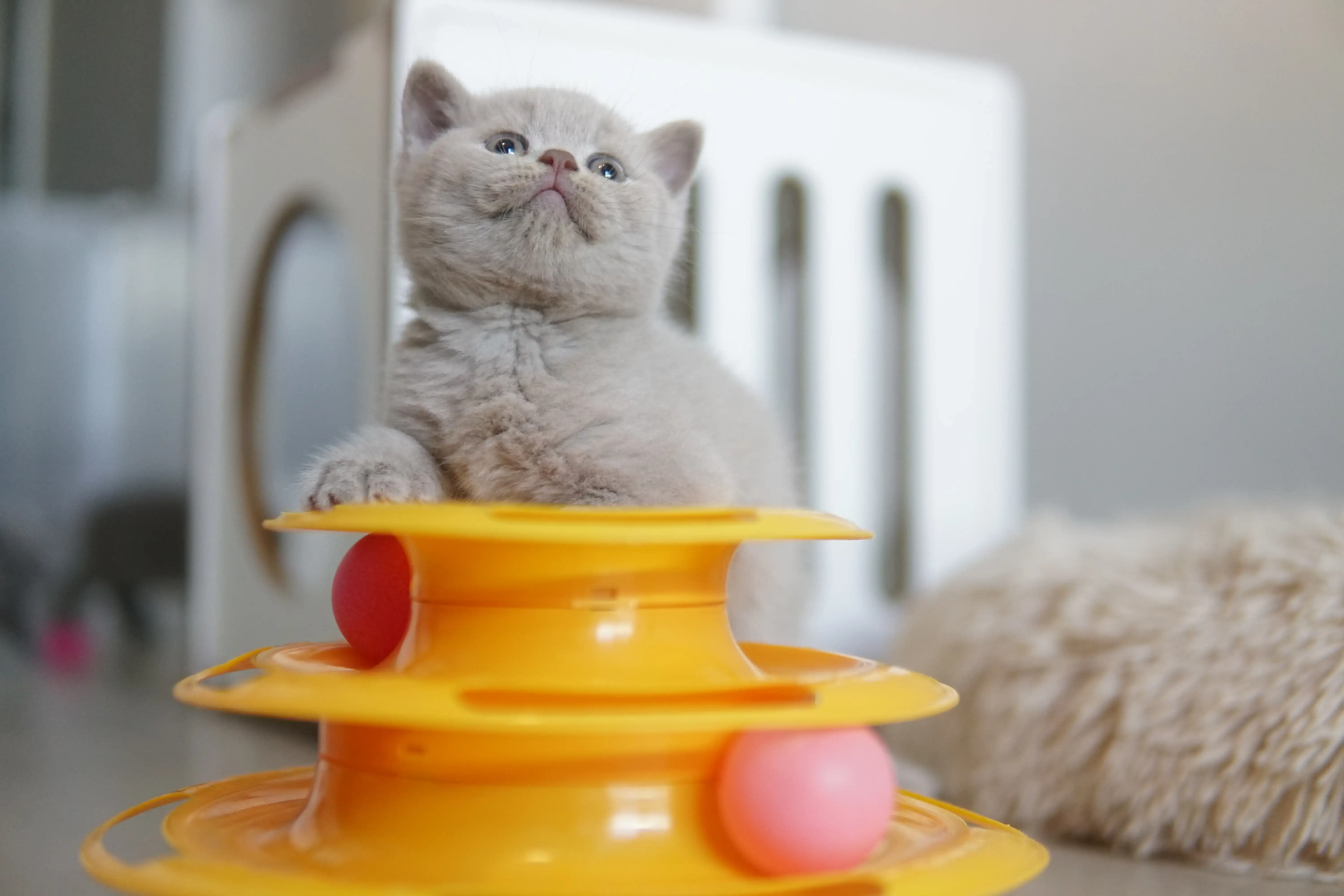 Filhote encantado com o brinquedo laranja