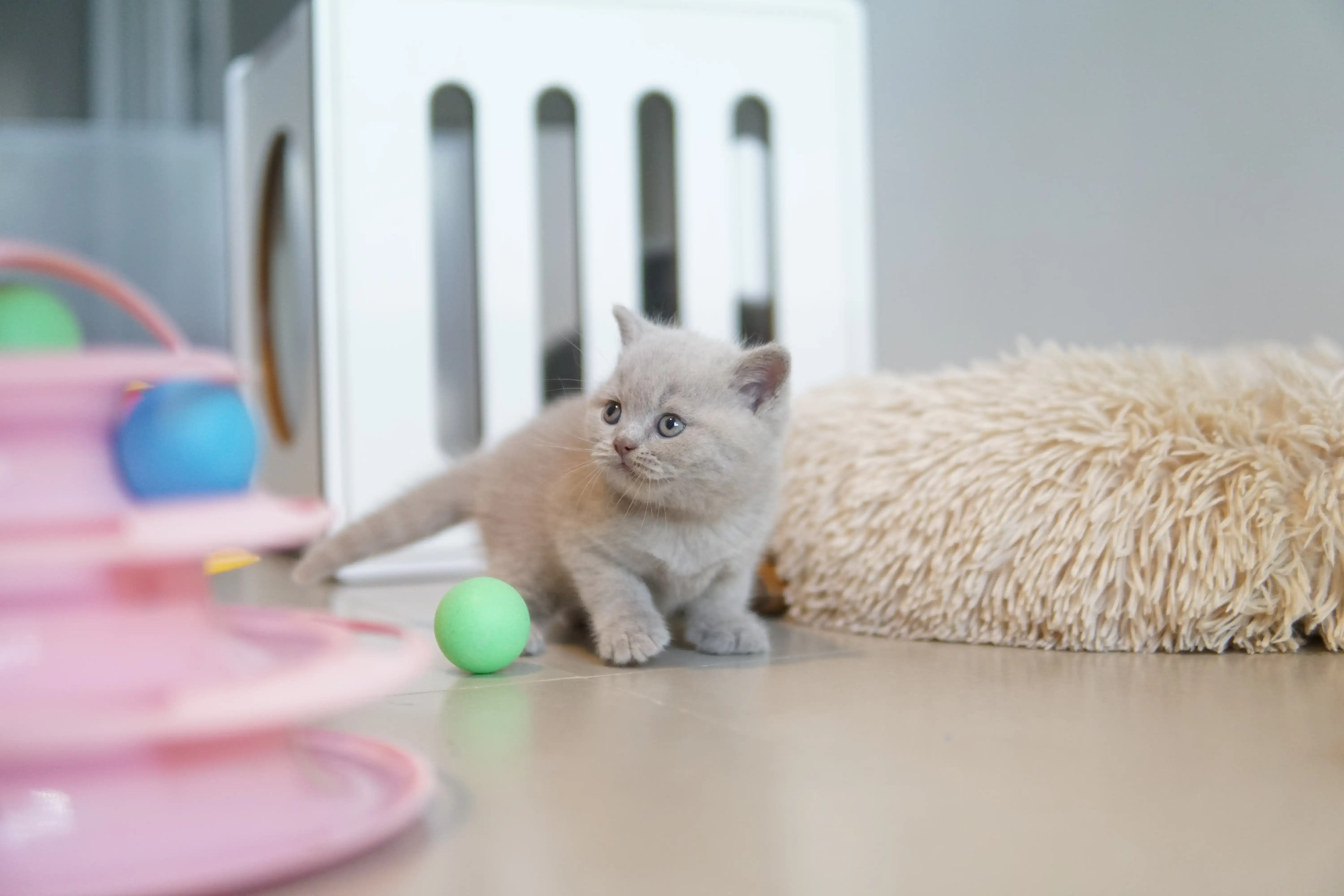 Filhote relaxando com tranquilidade