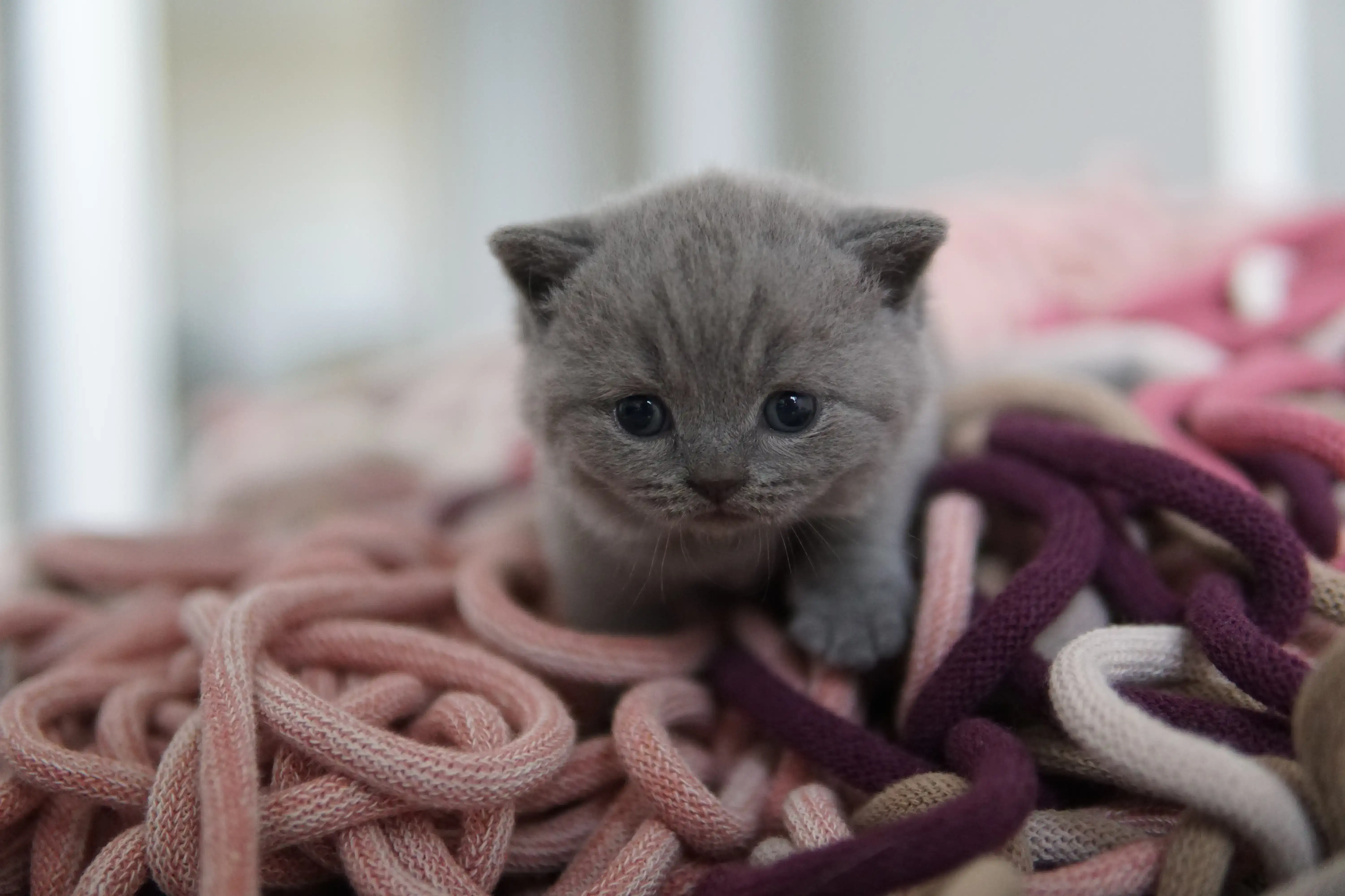 Filhote escondido entre as mantas