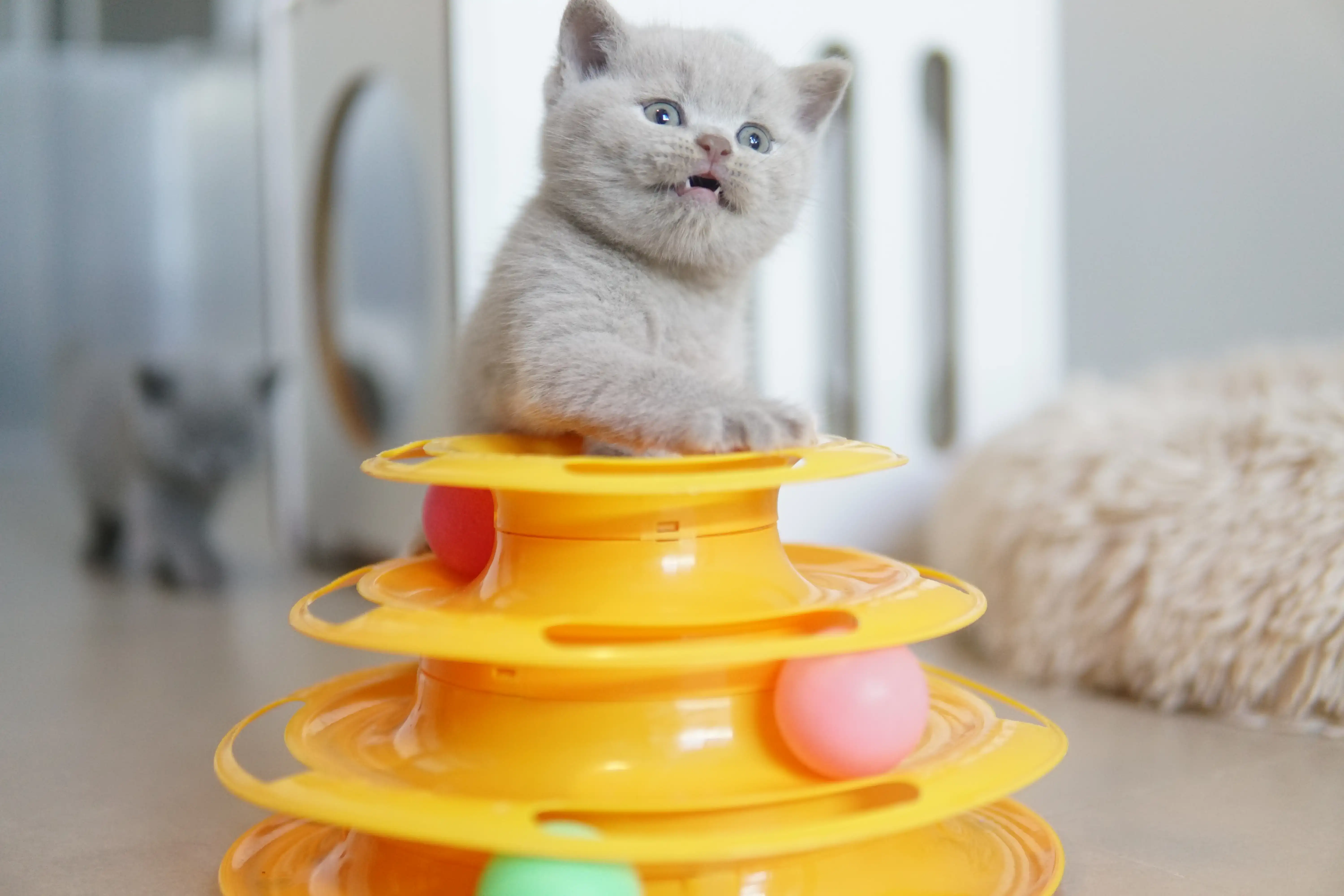 Filhote investigando cada detalhe