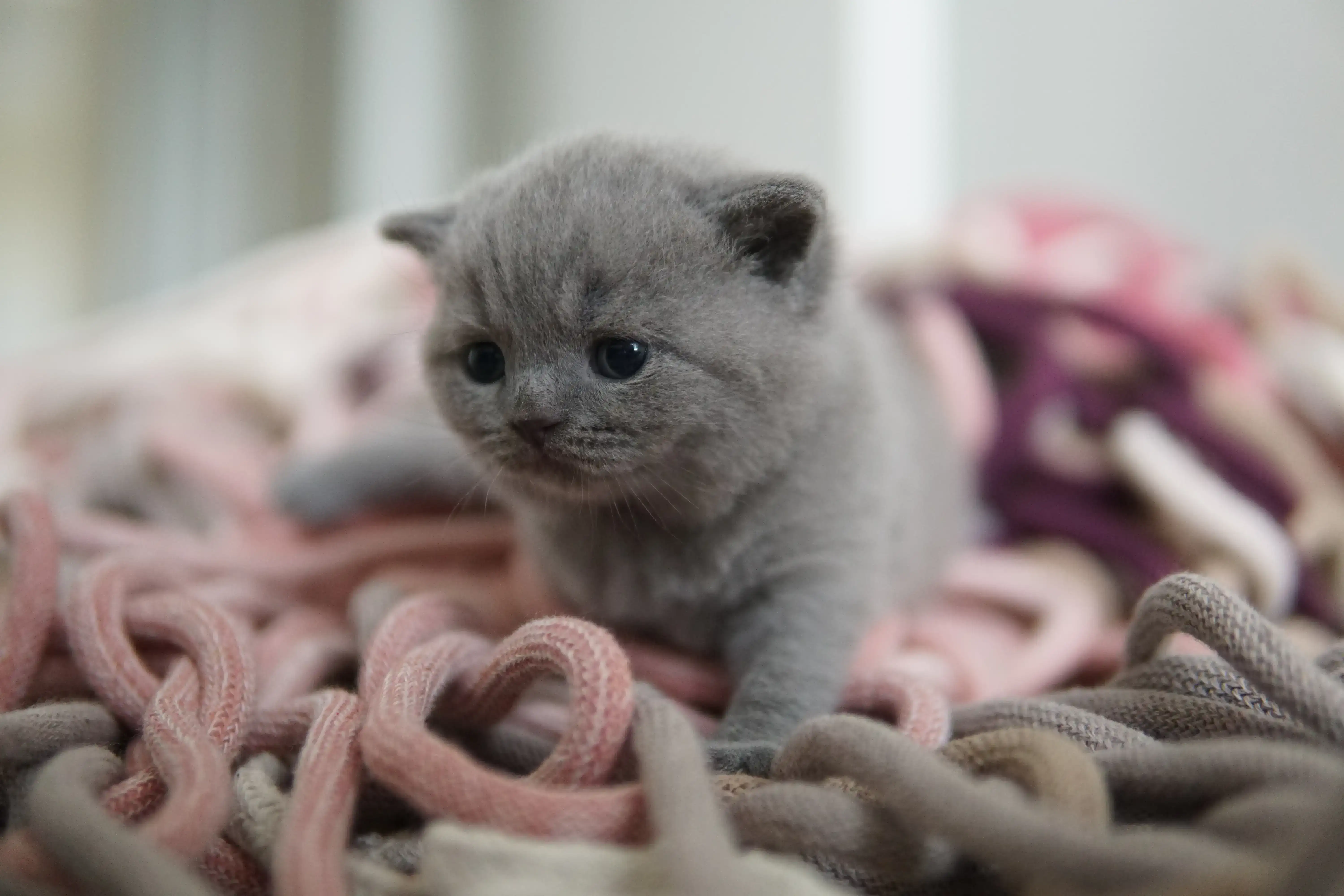 Filhote cochilando após a brincadeira