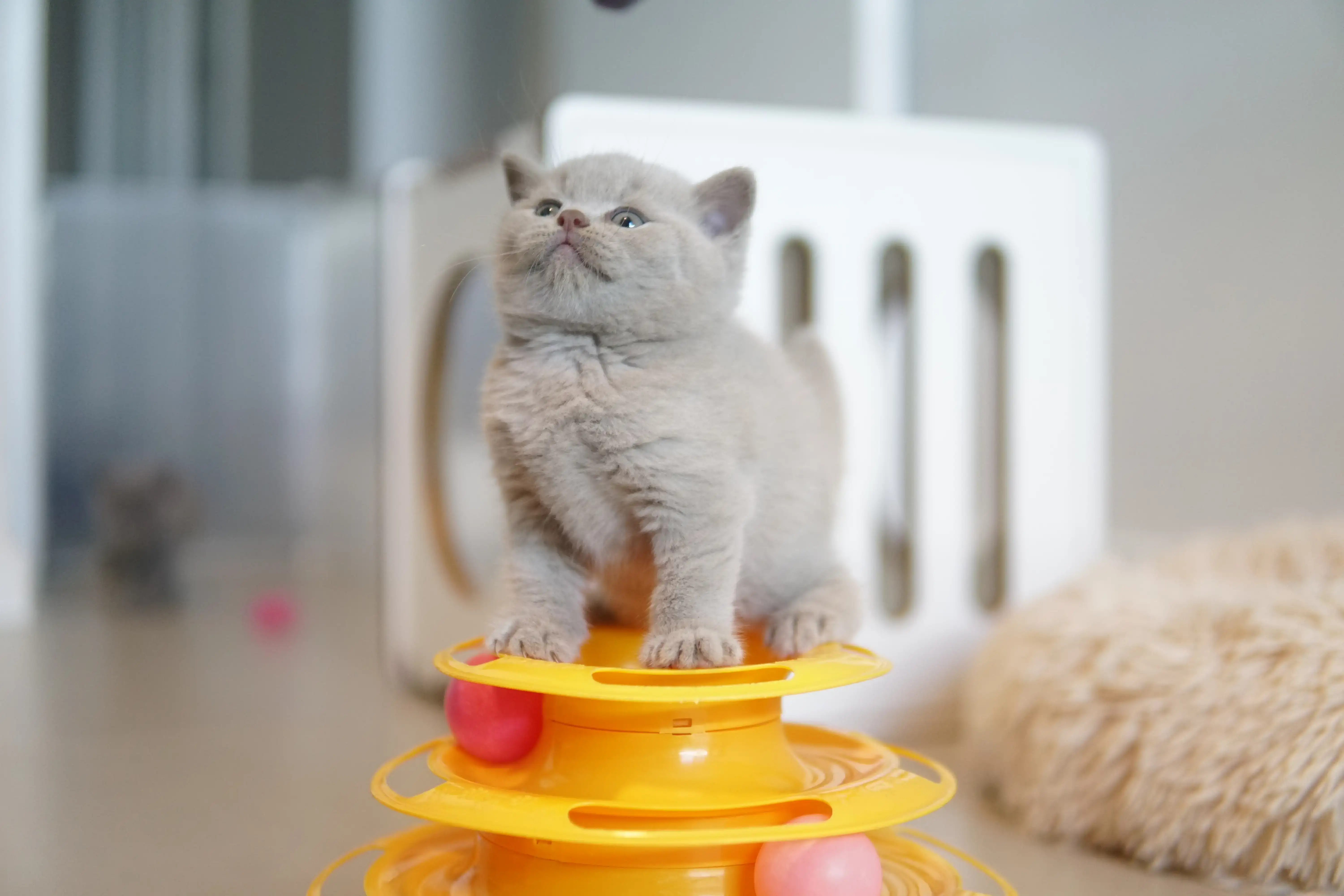 Filhote em pose fofa ao lado do arranhador