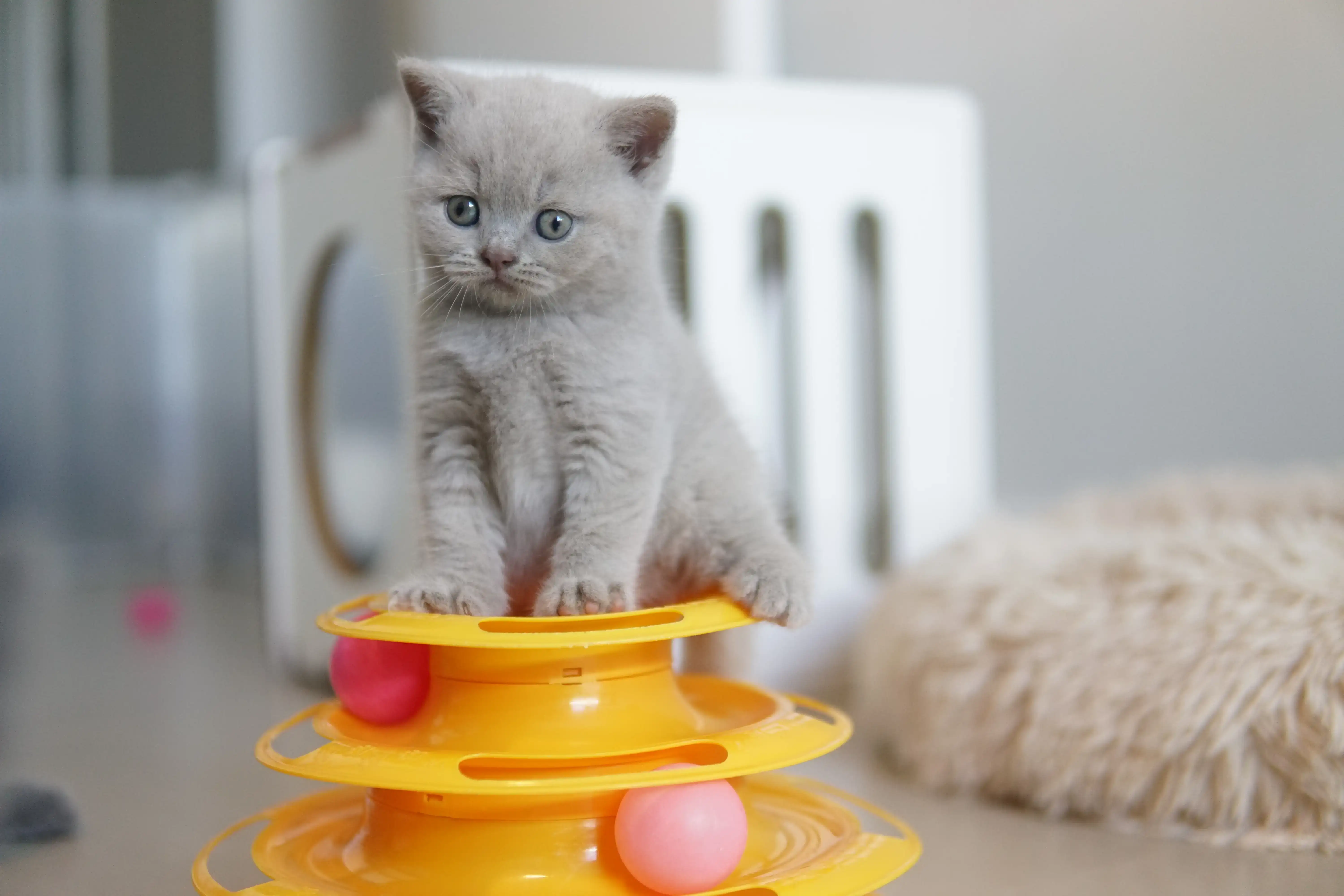 Filhote deitadinho com olhar atento