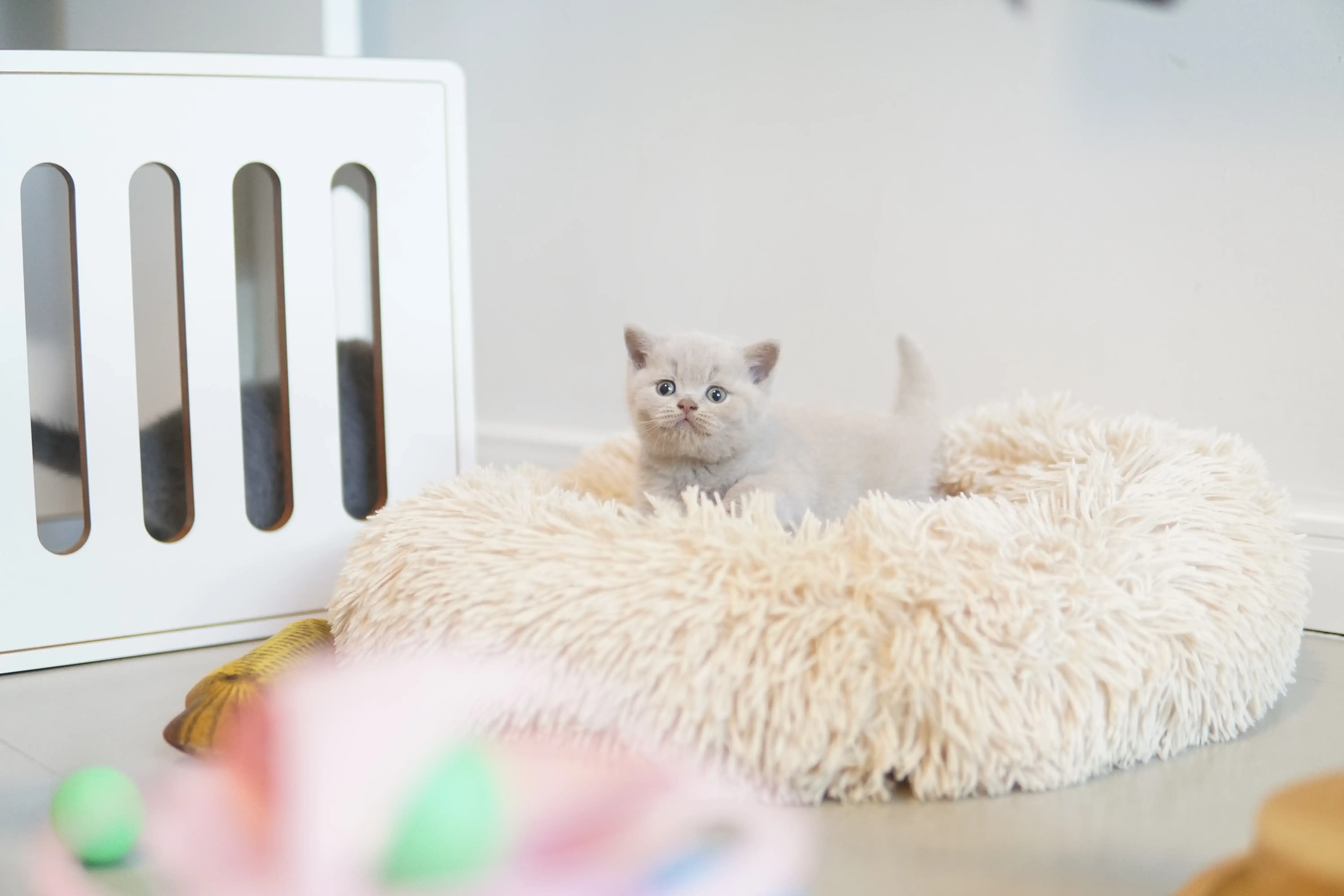 Filhote acomodado na almofada macia