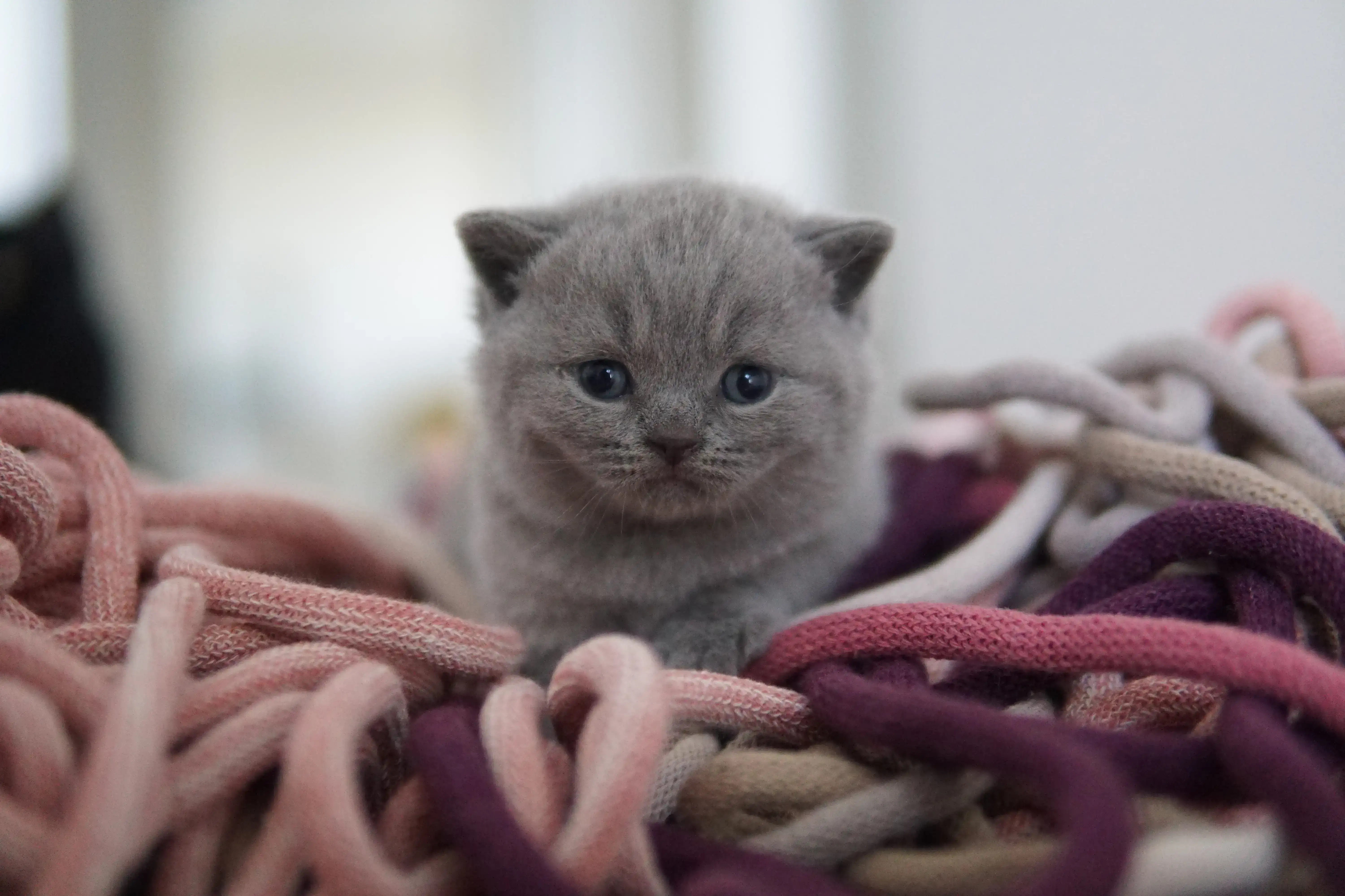 Filhote olhando curioso para o brinquedo