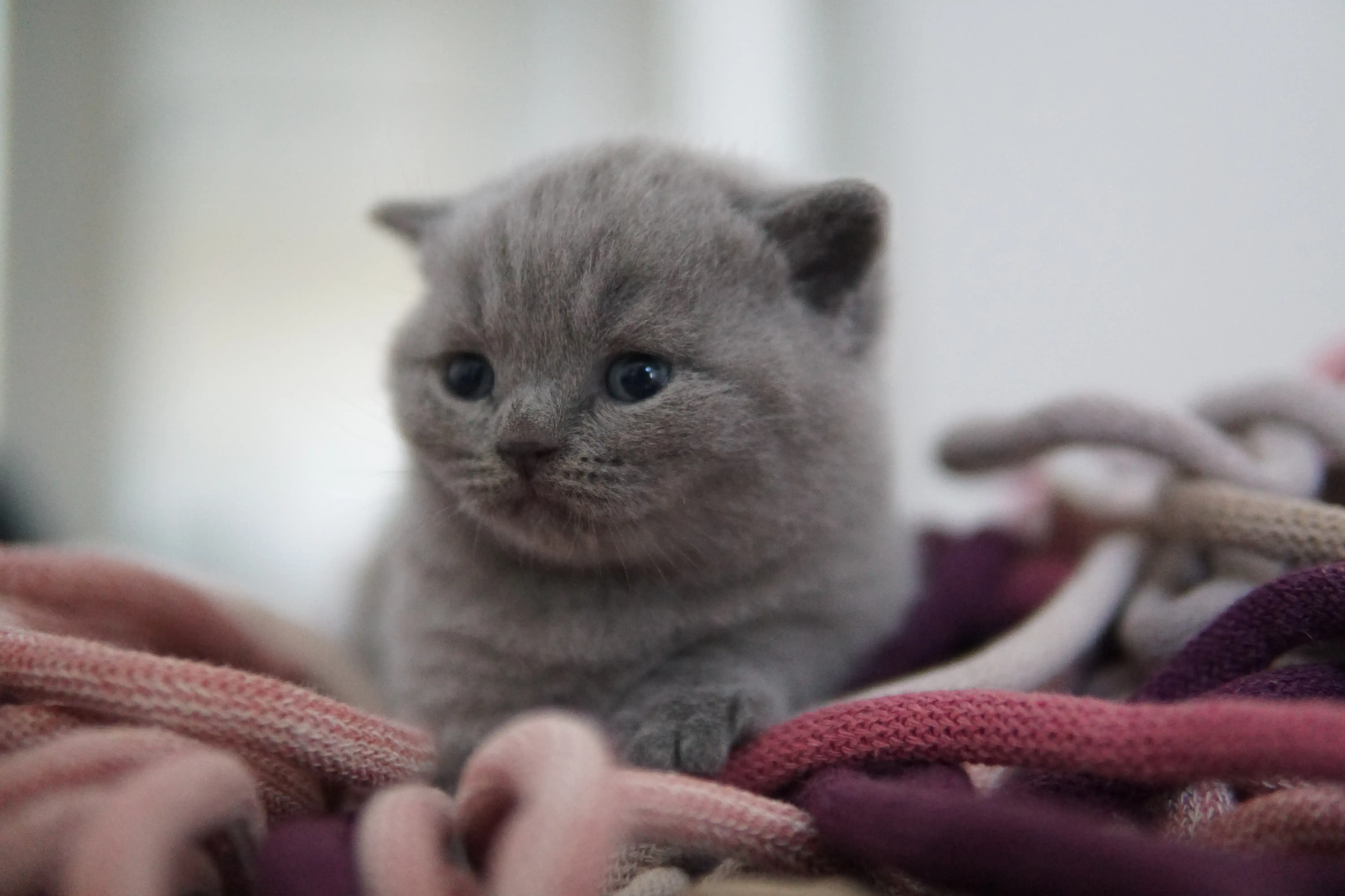 Filhote caminhando sobre o tapete felpudo