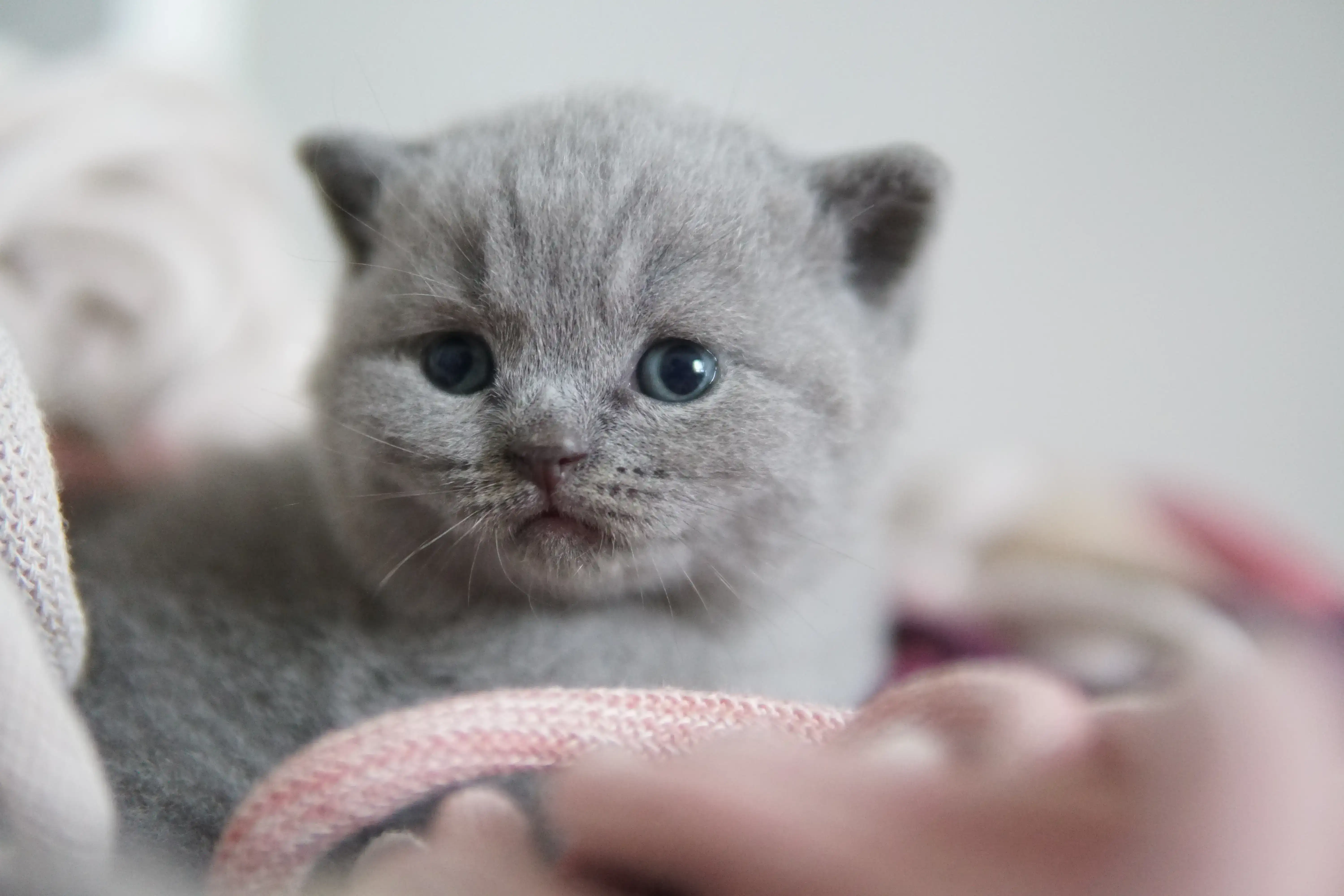 Filhote com olhar concentrado e curioso