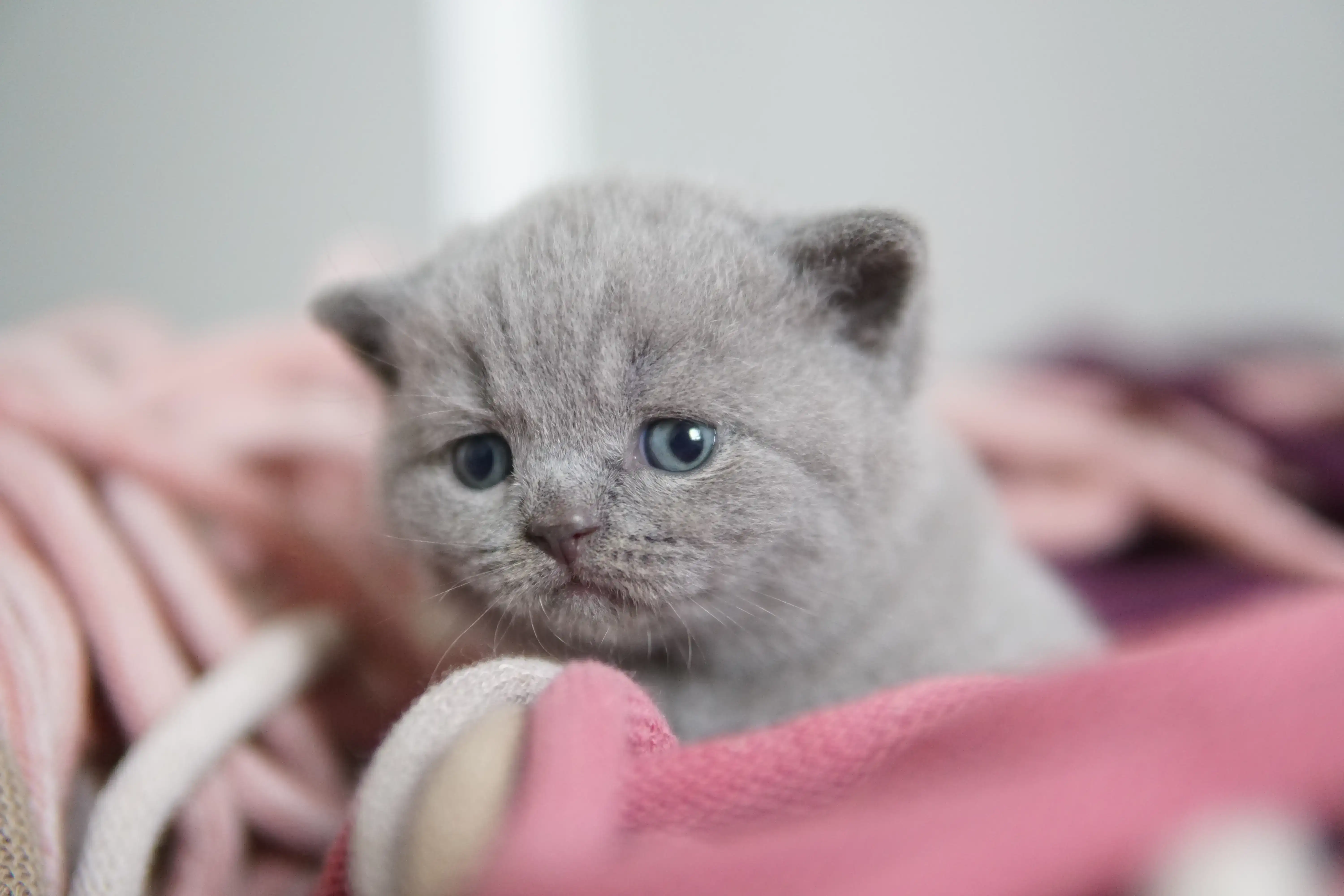 Filhote preparado para brincar