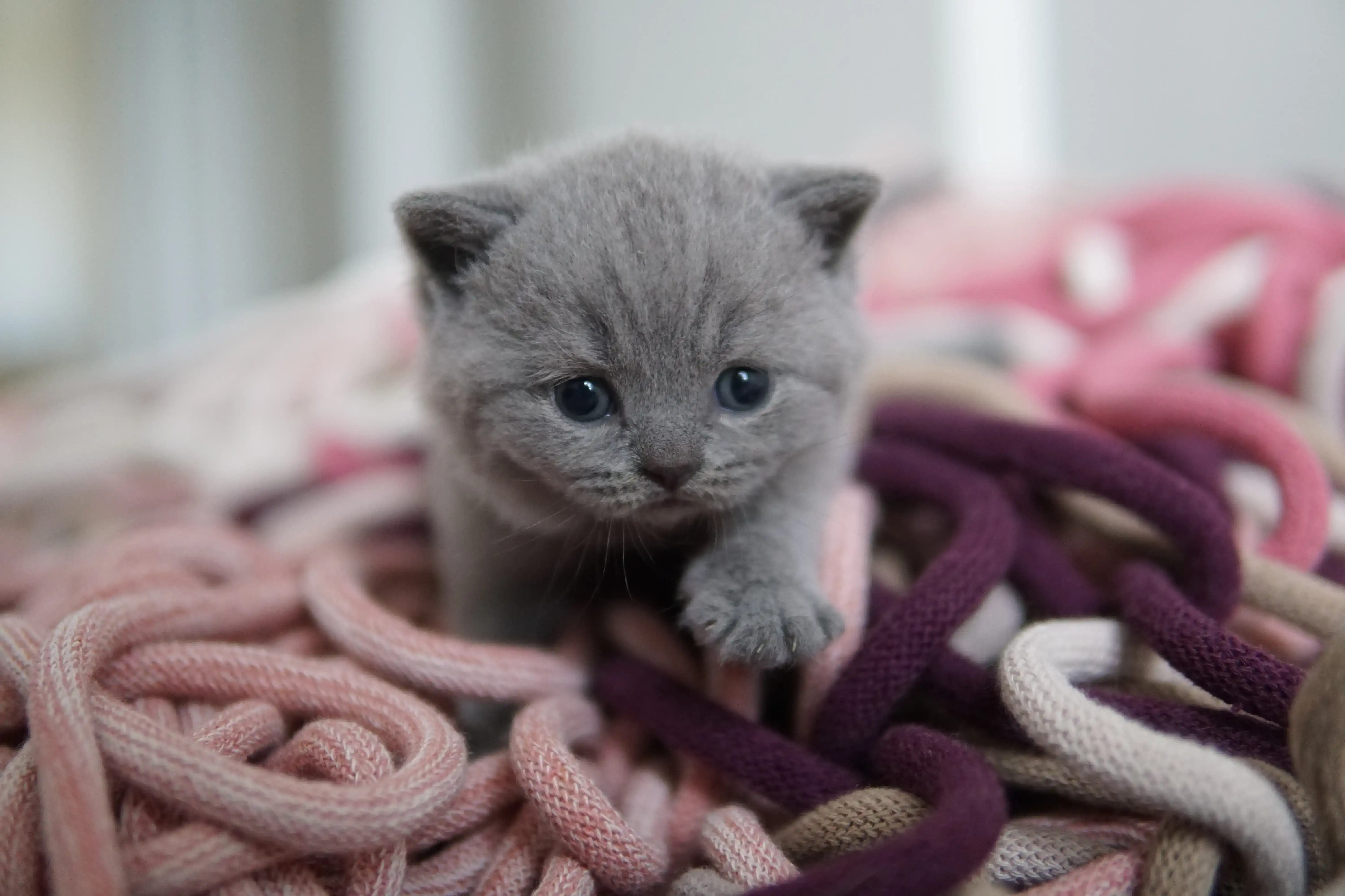 Filhote andando com segurança pelo espaço