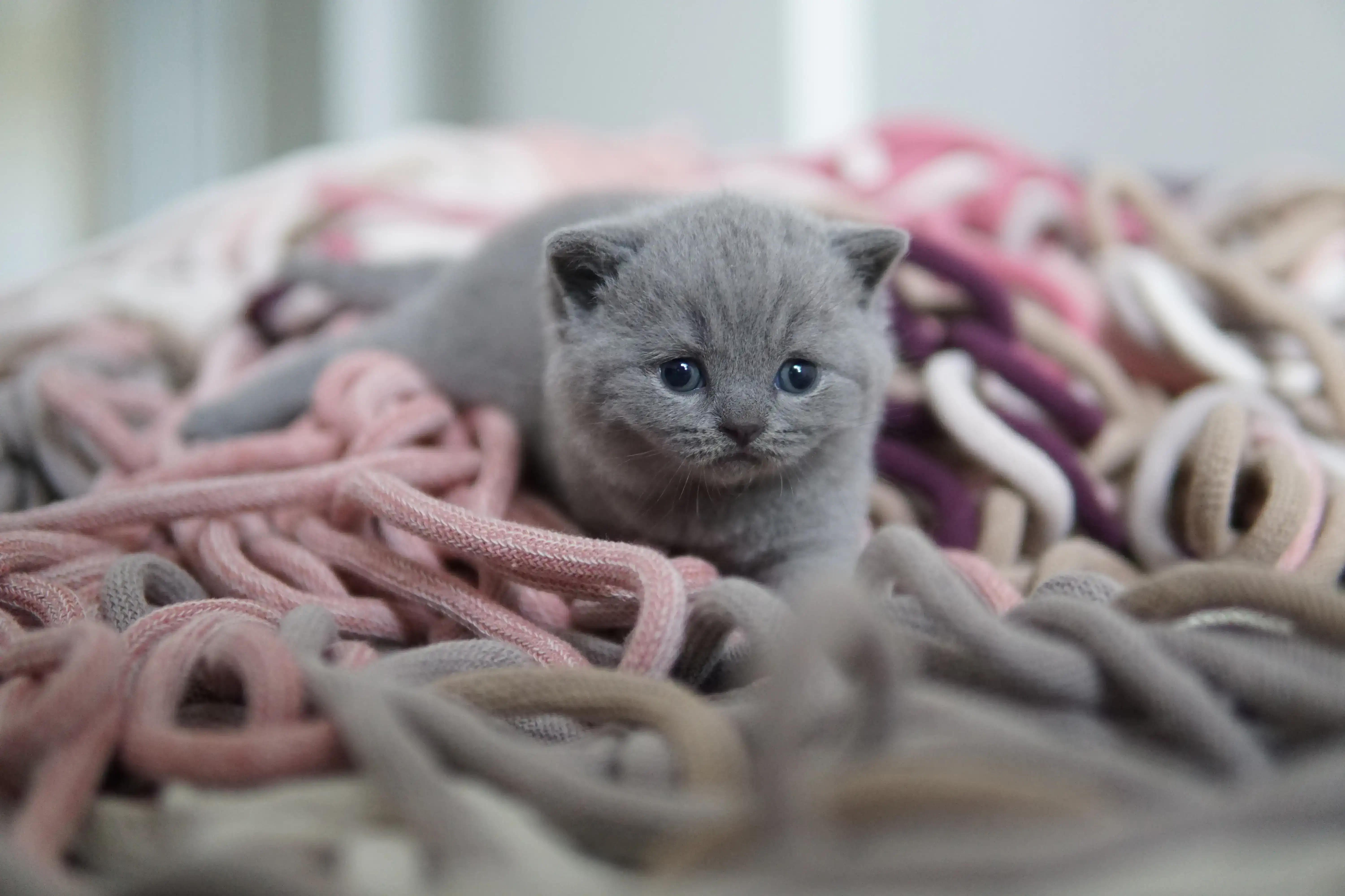 Filhote em mais uma pose cheia de charme