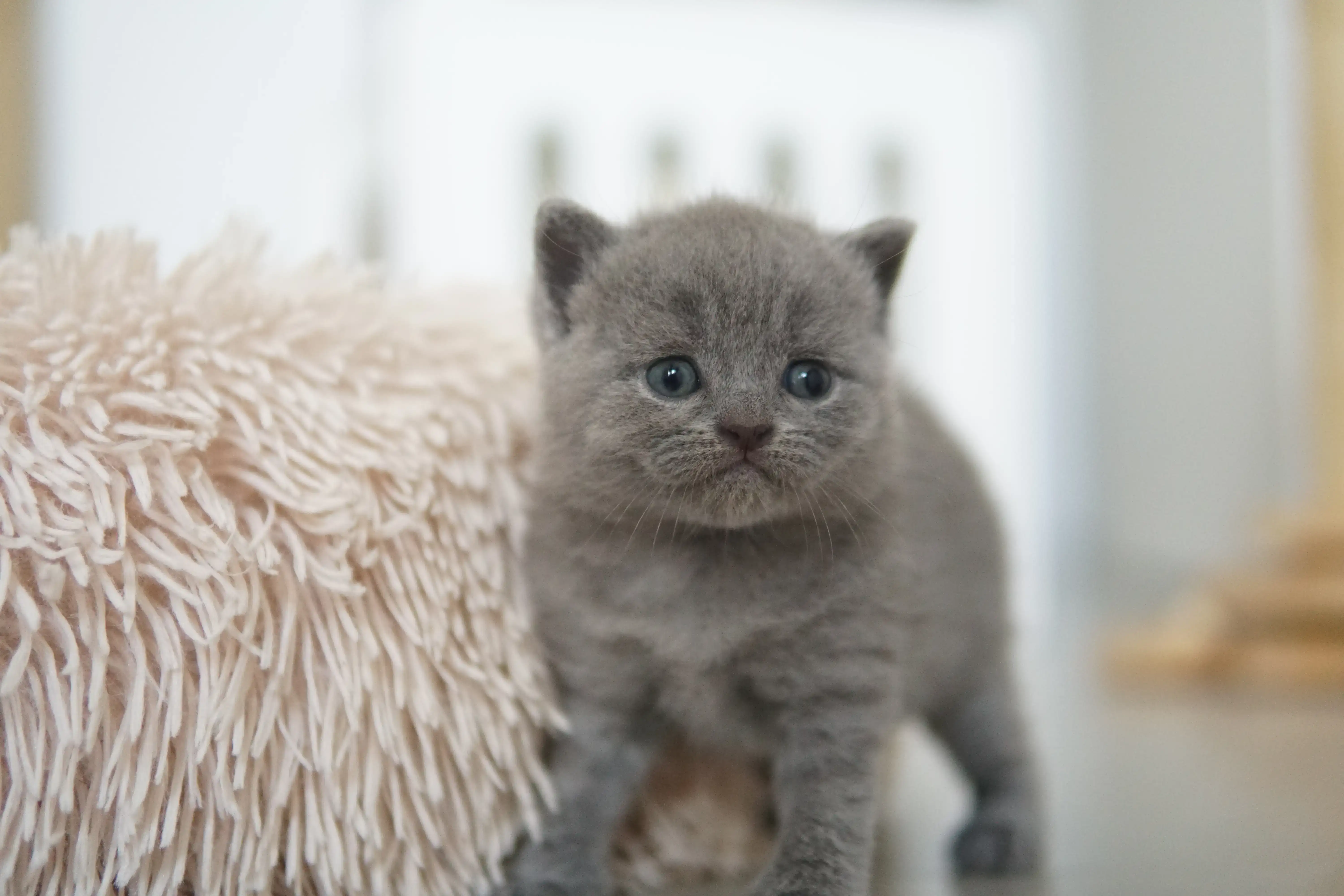 Filhote deitado, aproveitando o conforto