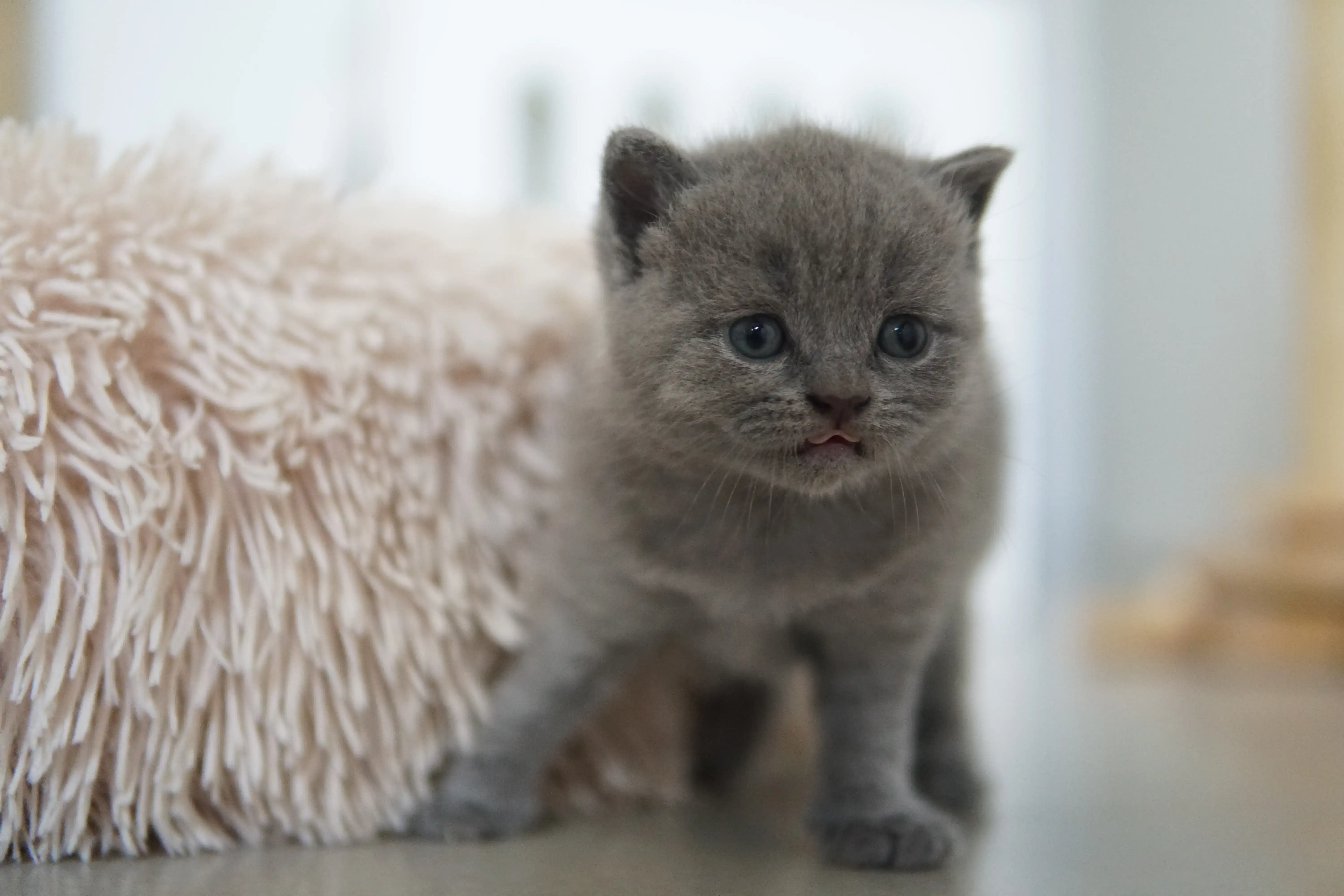 Filhote pronto para mais uma soneca