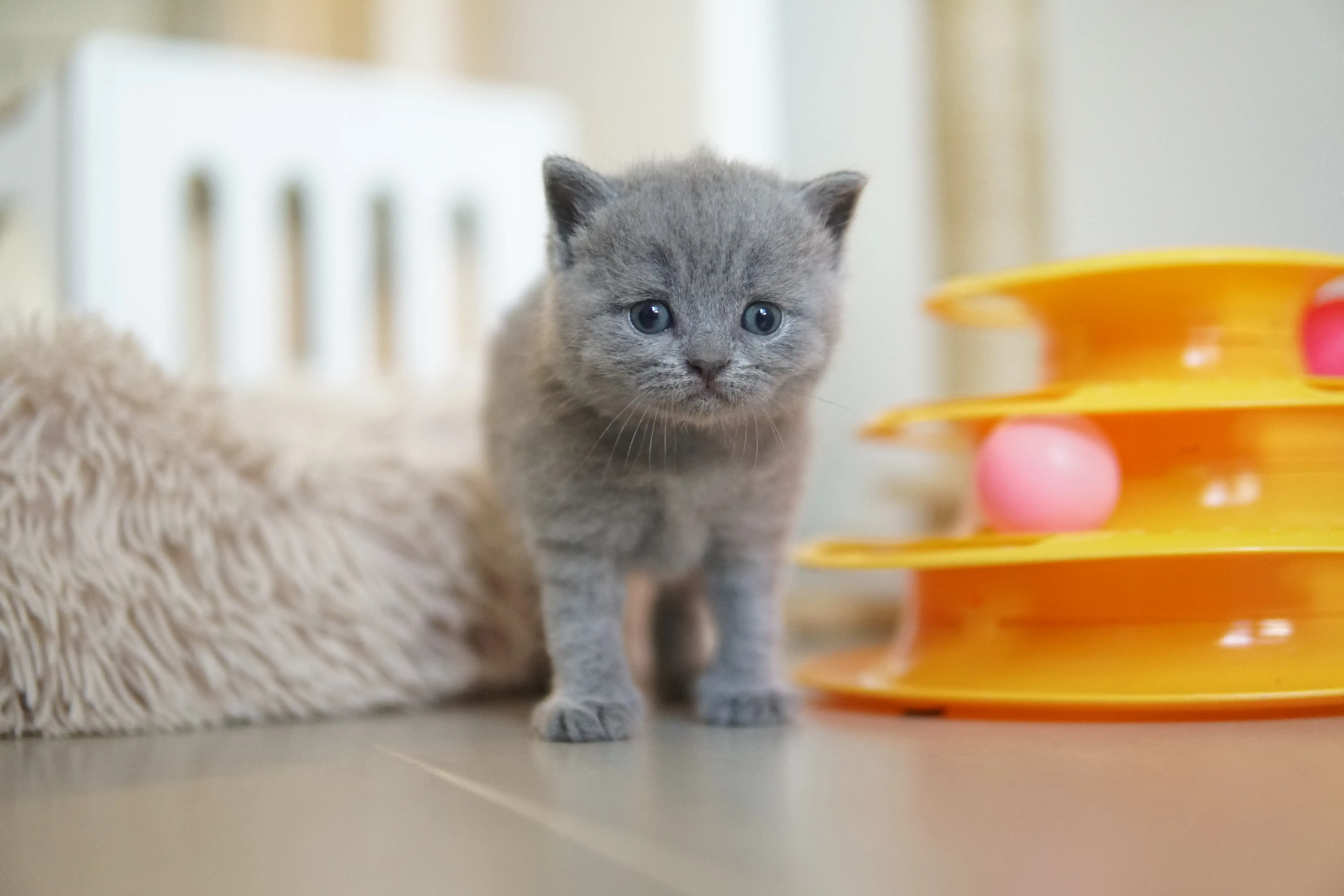 Filhote observando com serenidade