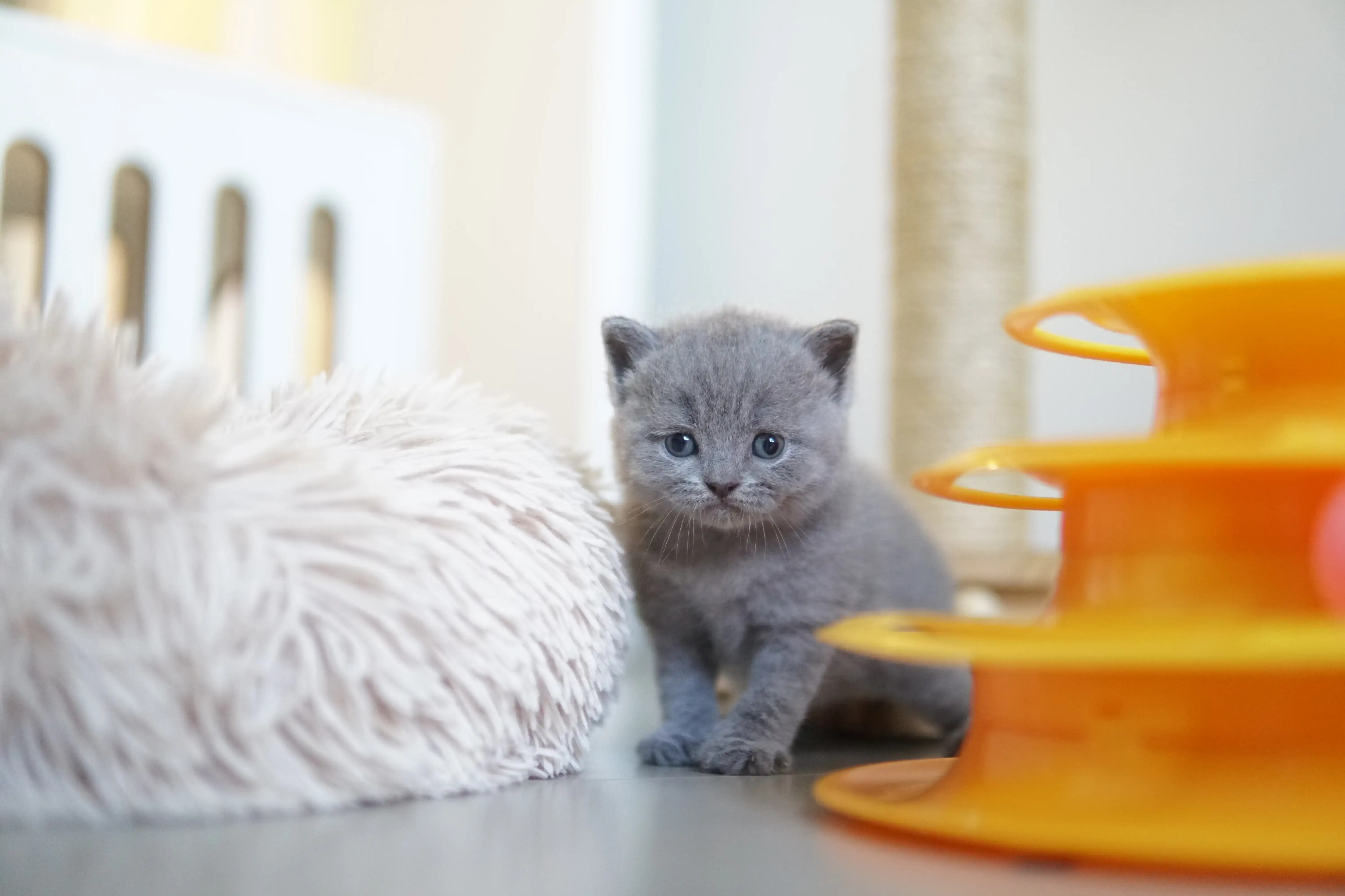 Filhote brincando ao lado do brinquedo laranja
