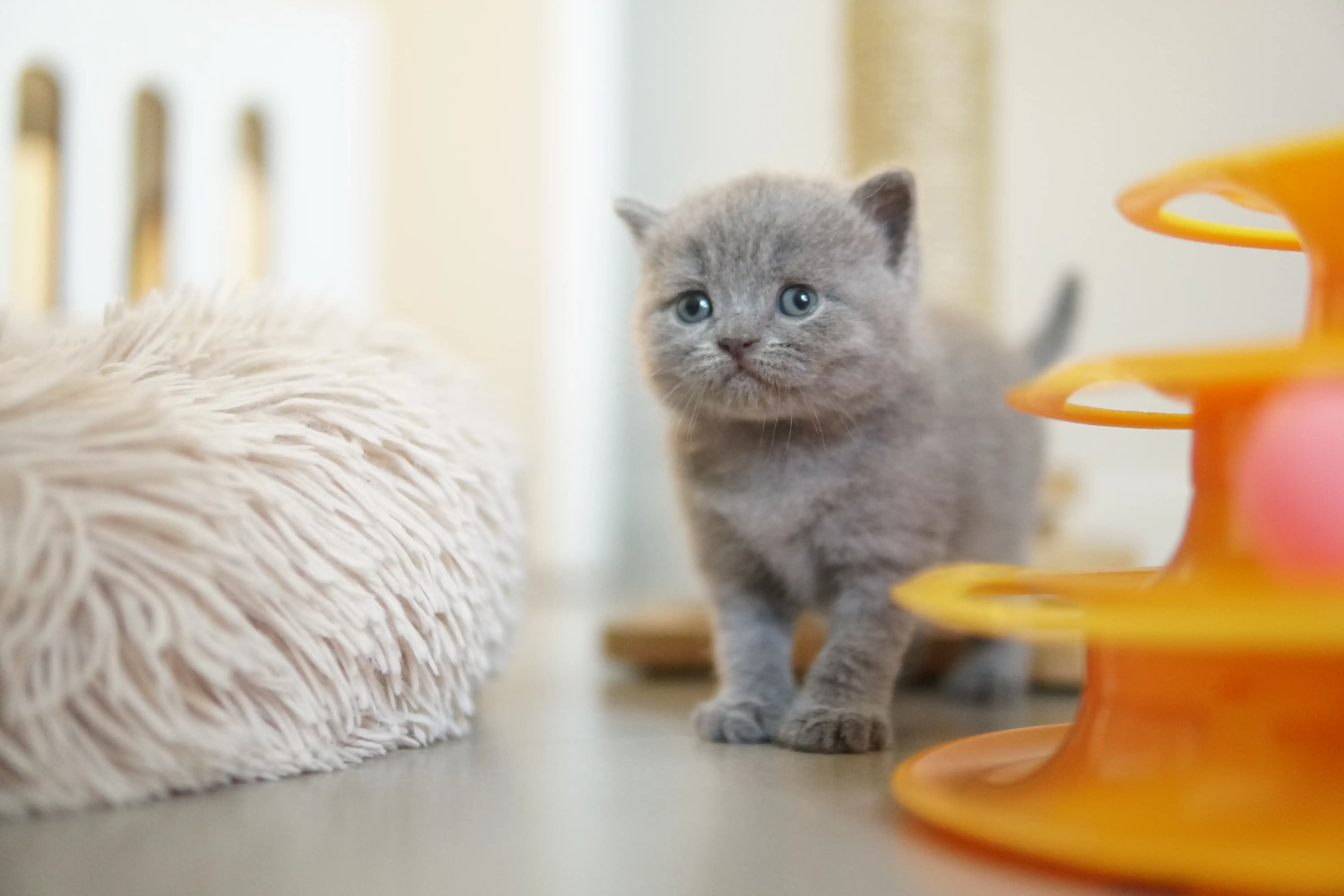 Filhote deitado confortavelmente na almofada