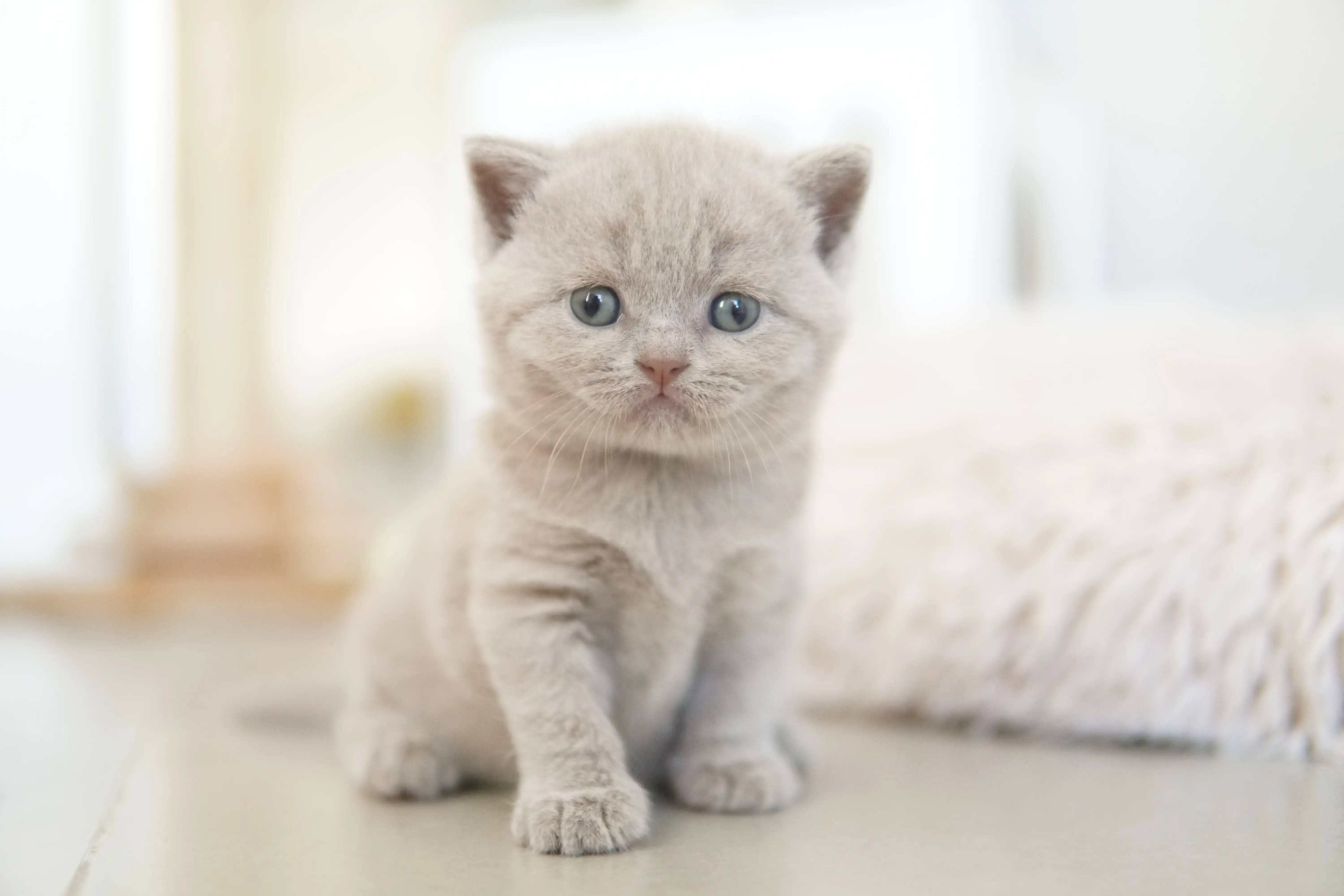 Filhote investigando o ambiente com atenção