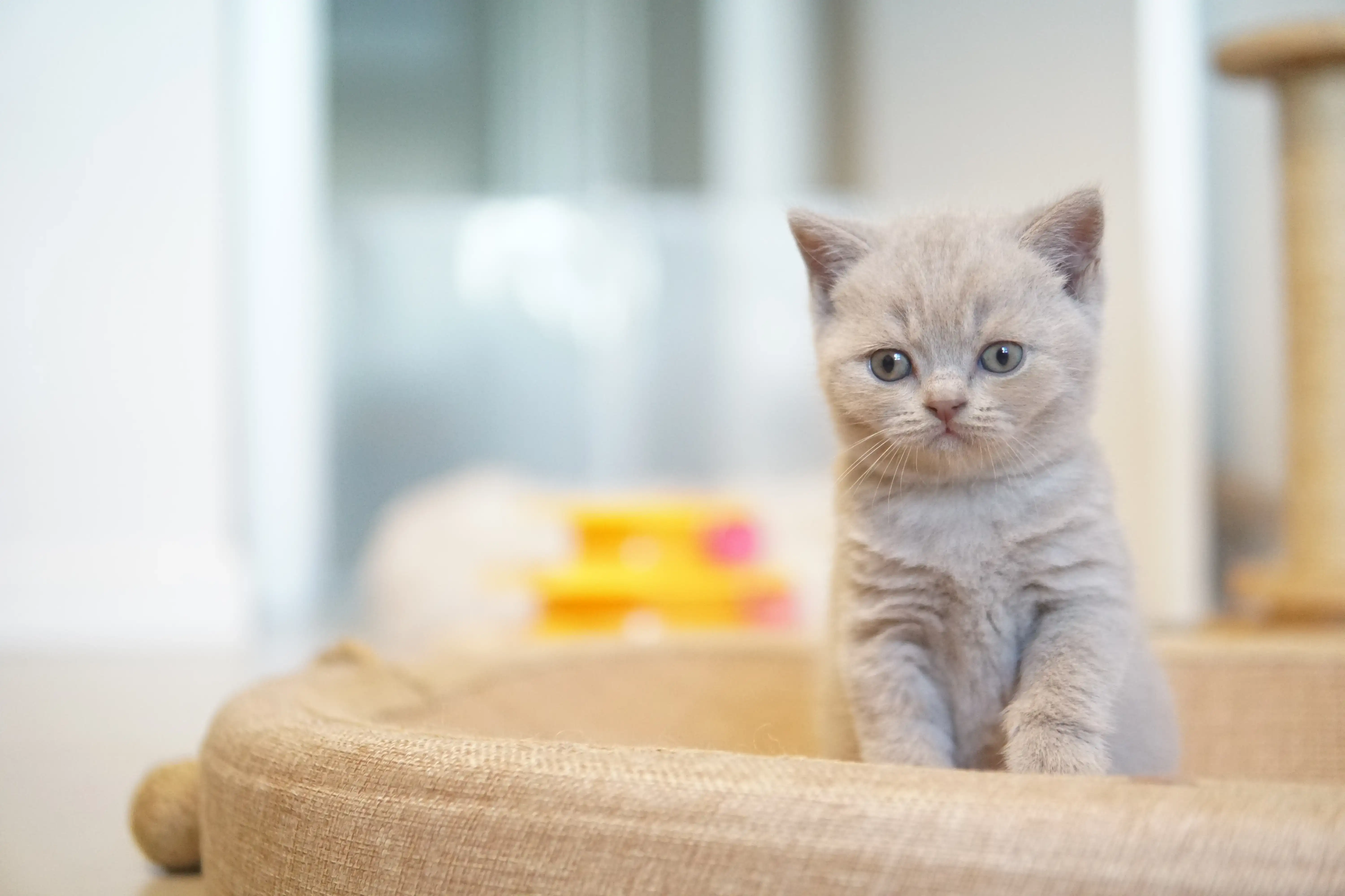 Filhote brincando perto do arranhador