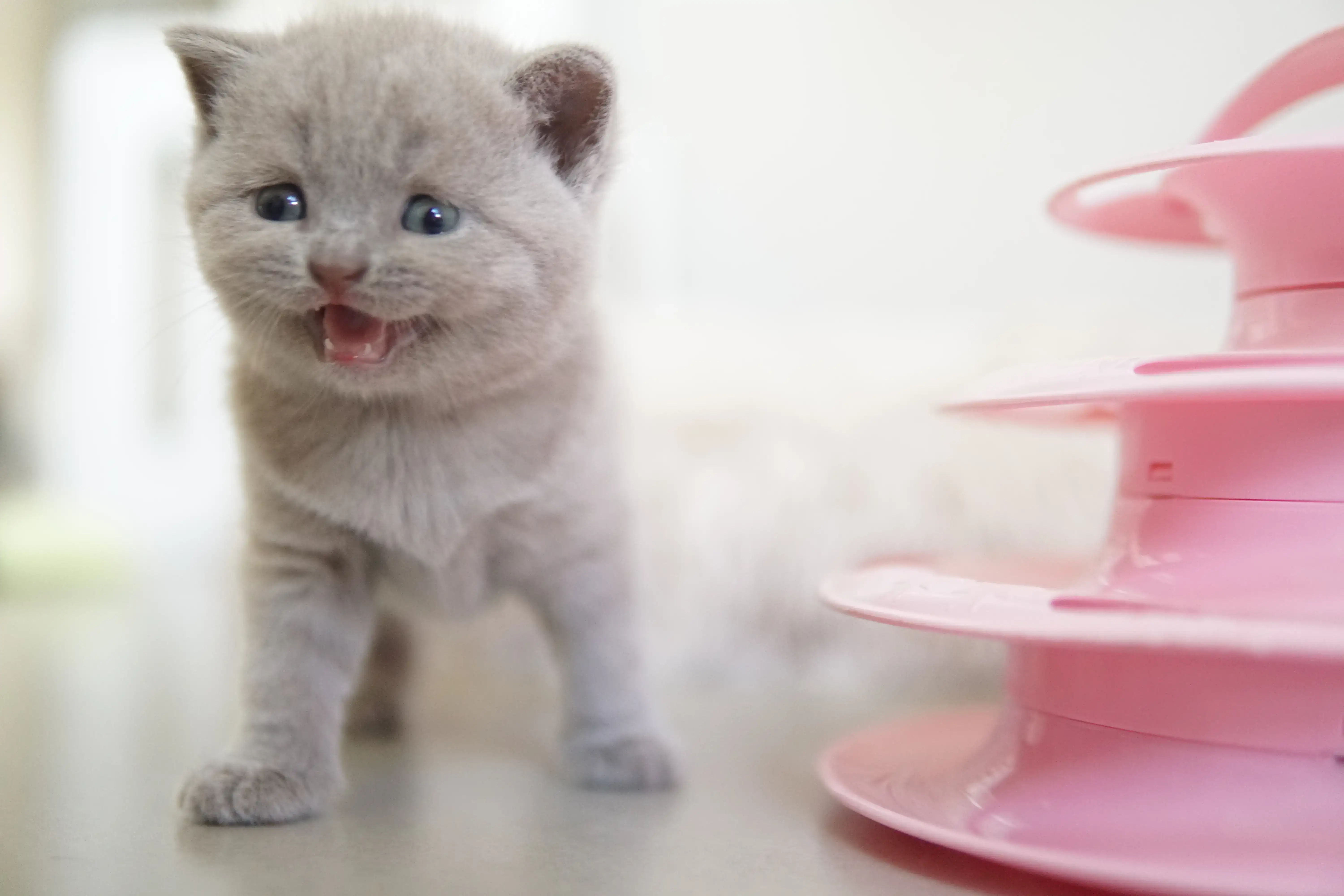 Filhote observando de dentro do brinquedo