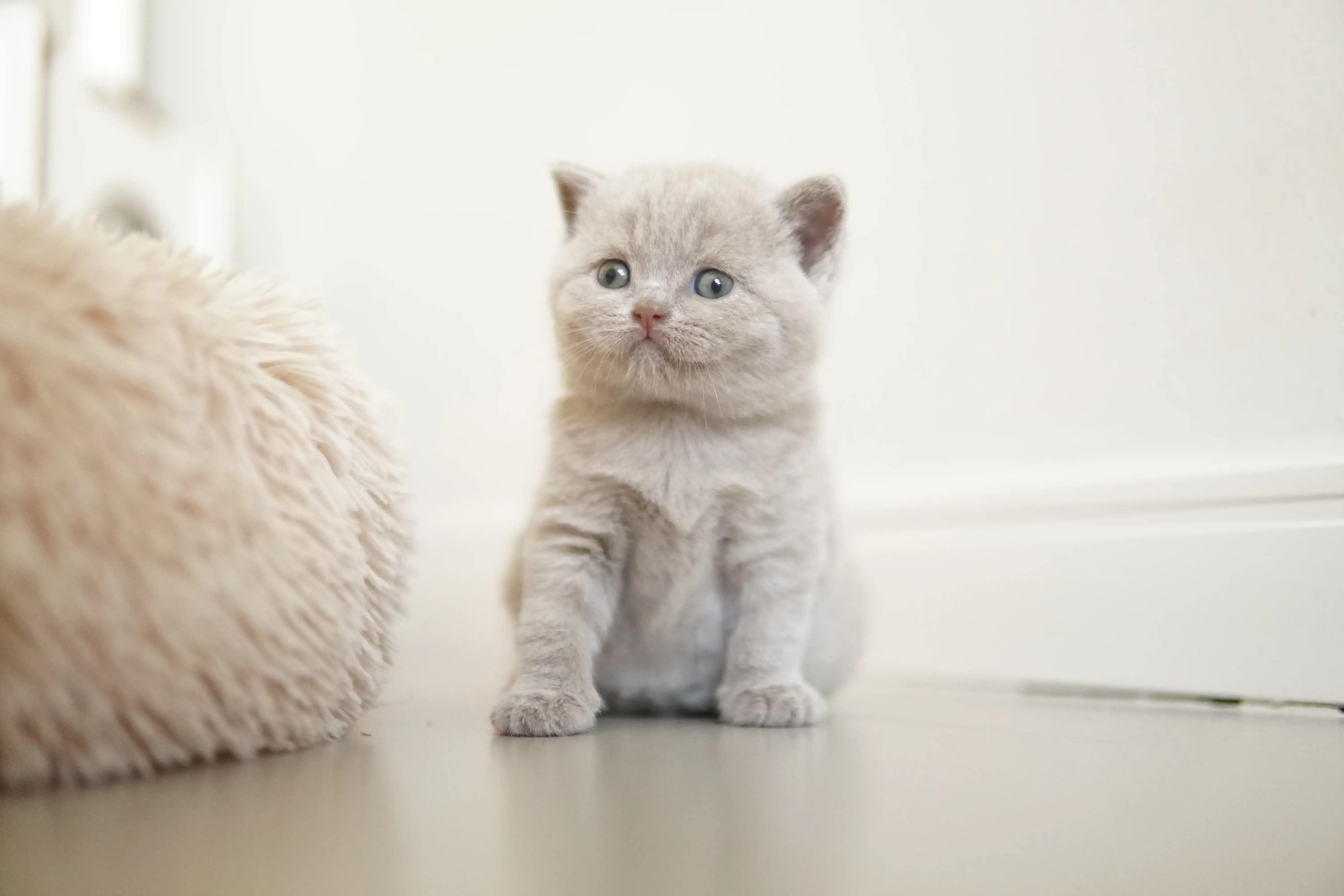 Filhote perto da almofada felpuda