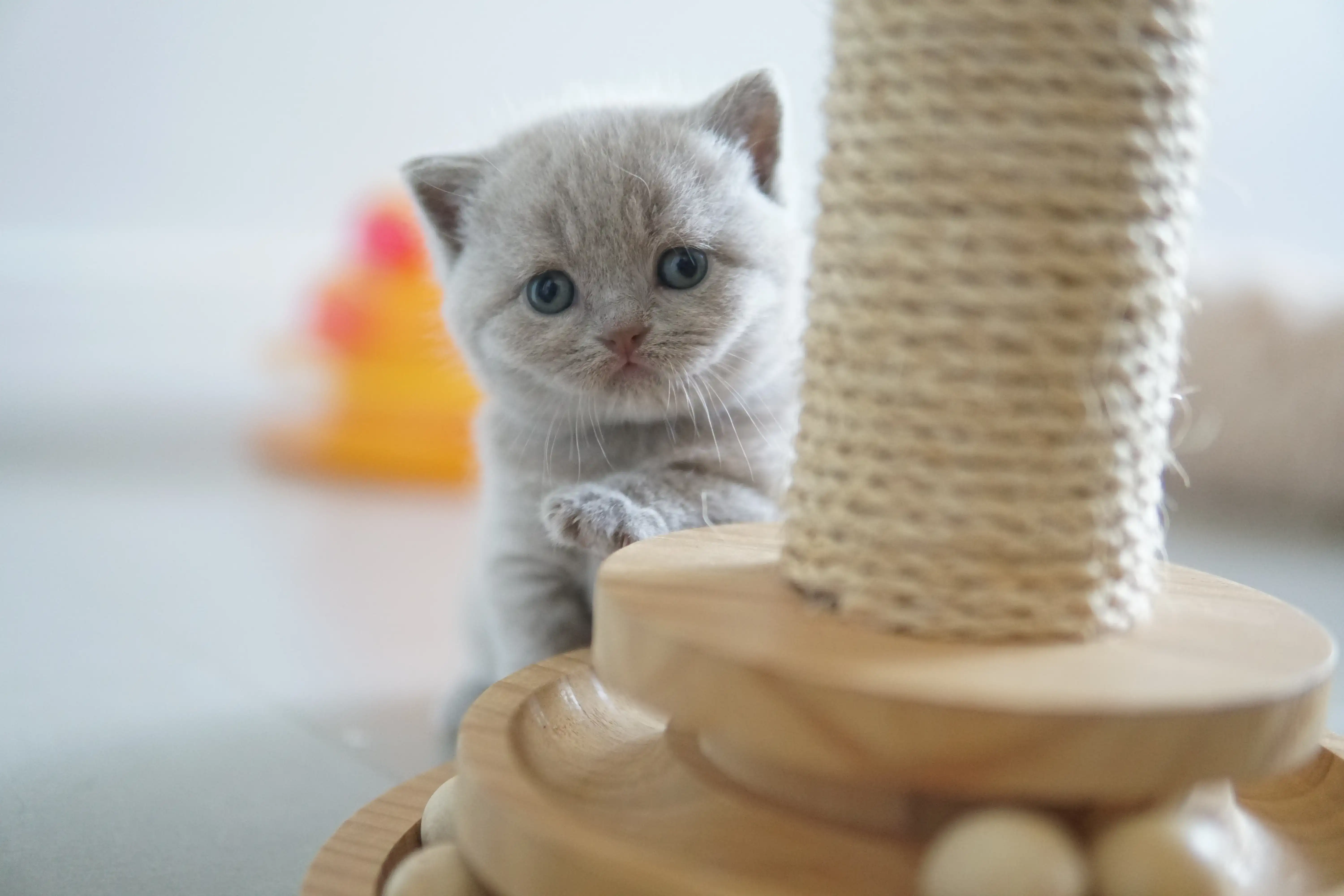 Filhote mostrando toda a fofura