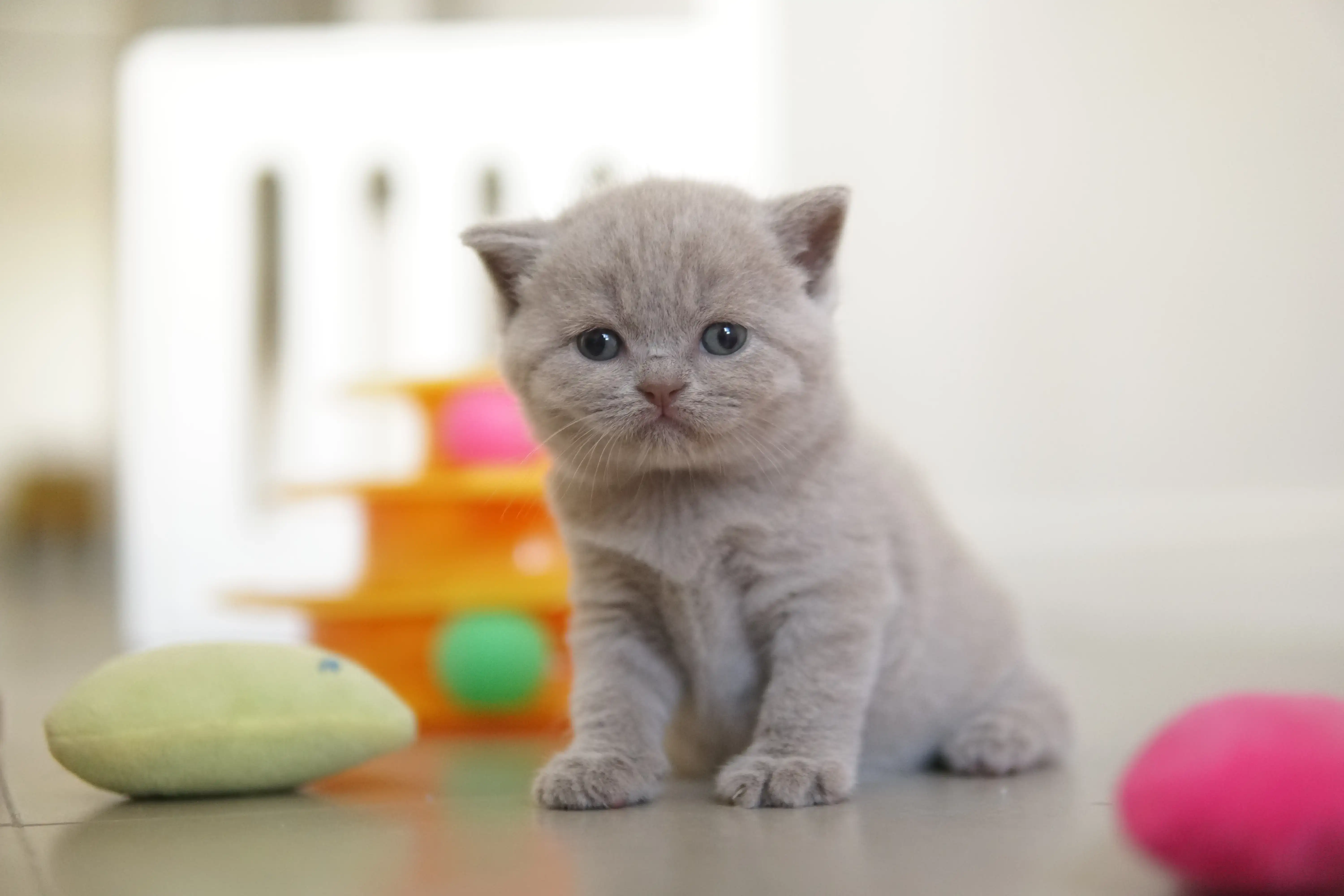 Filhote focado no brinquedo colorido