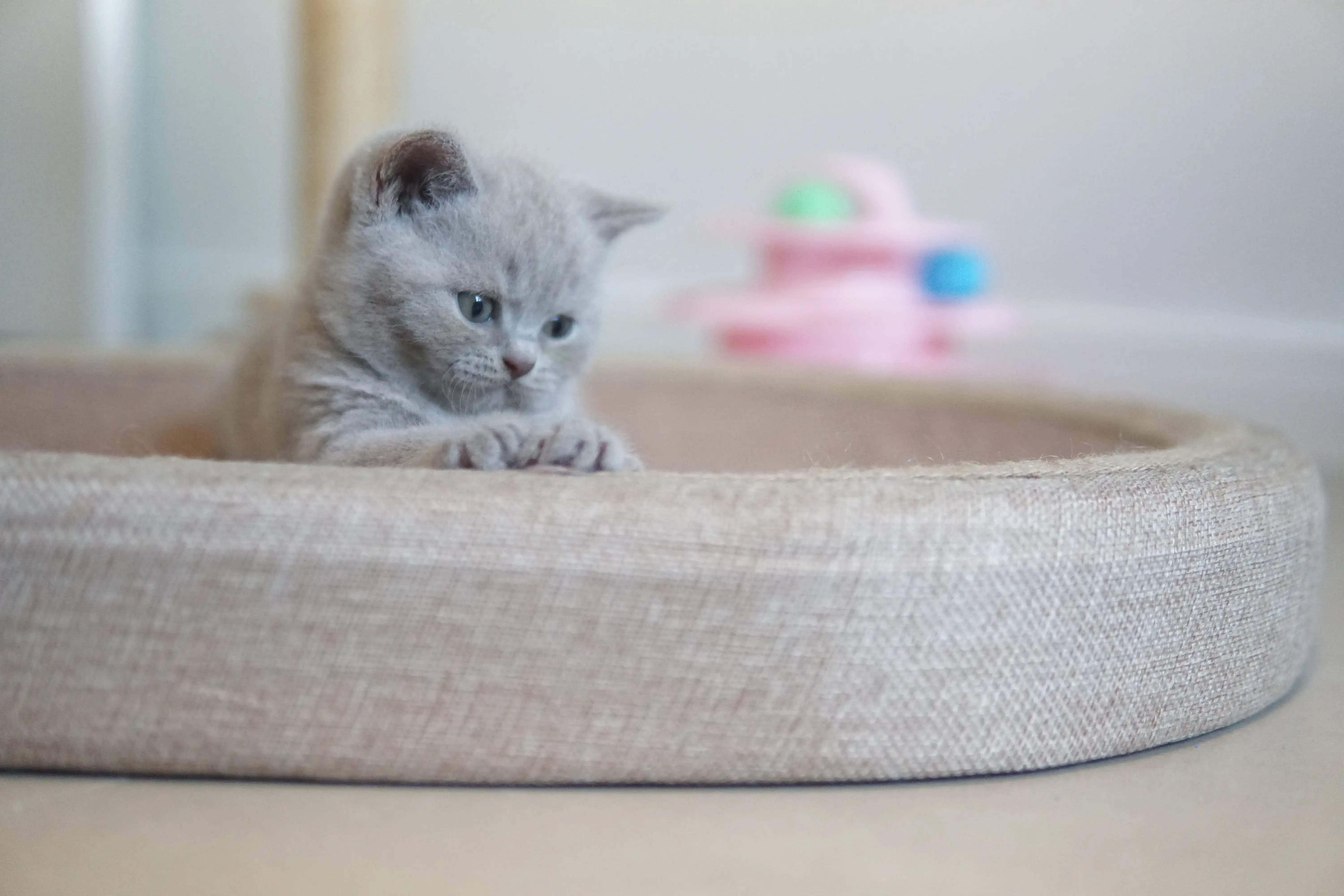 Filhote subindo no arranhador com agilidade