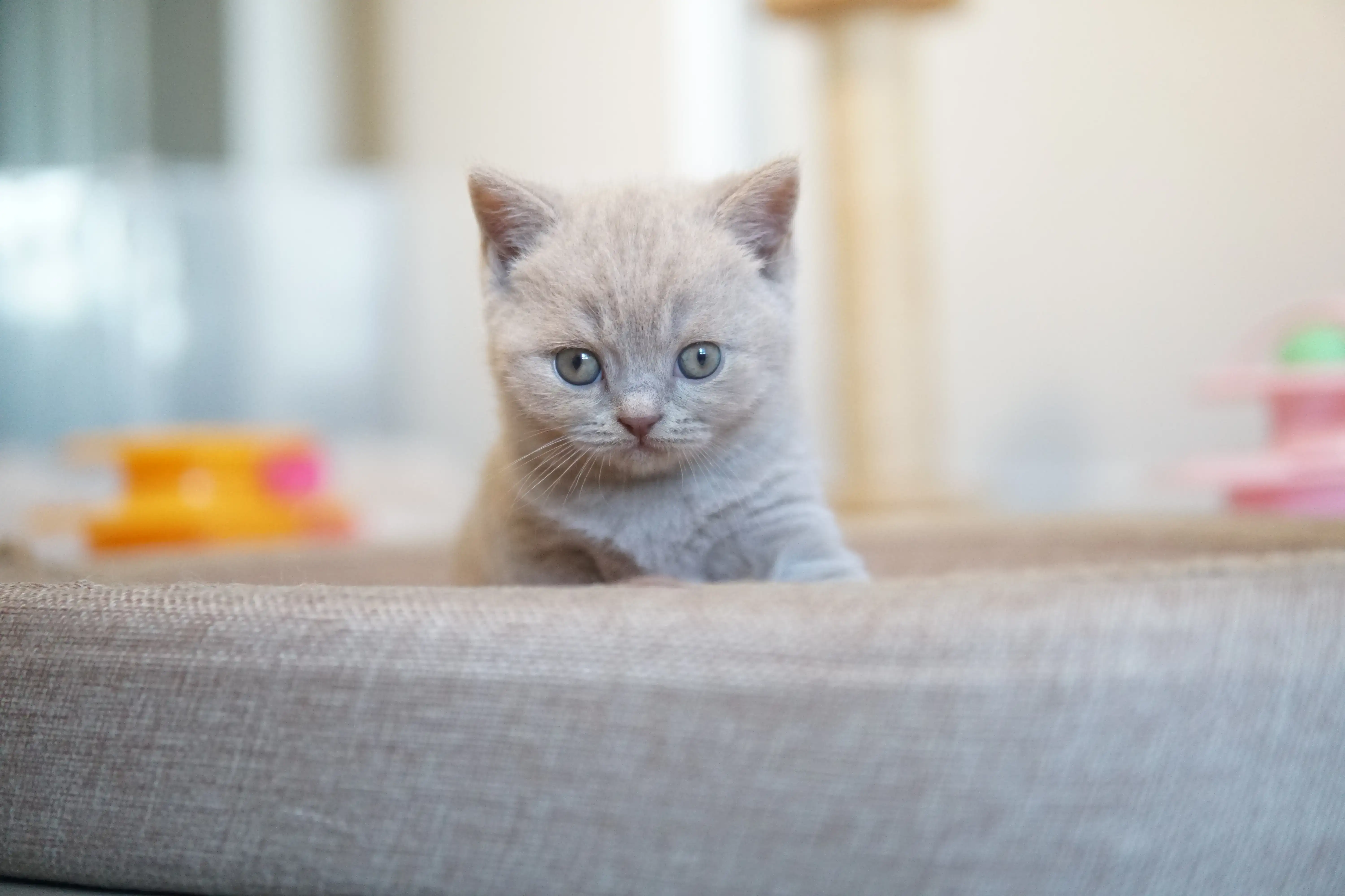 Filhote com olhar curioso ao lado do brinquedo