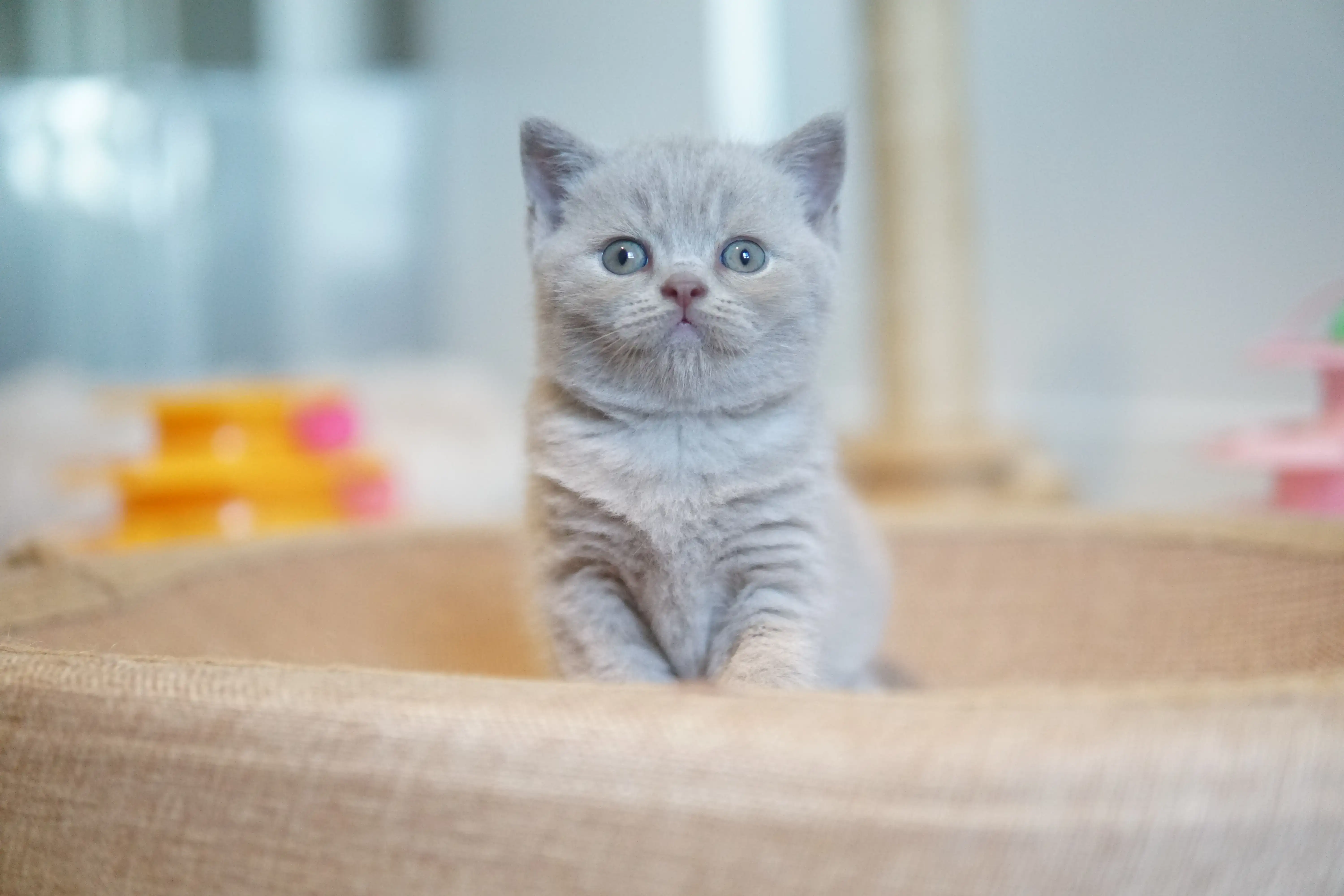 Filhote explorando novos cantos