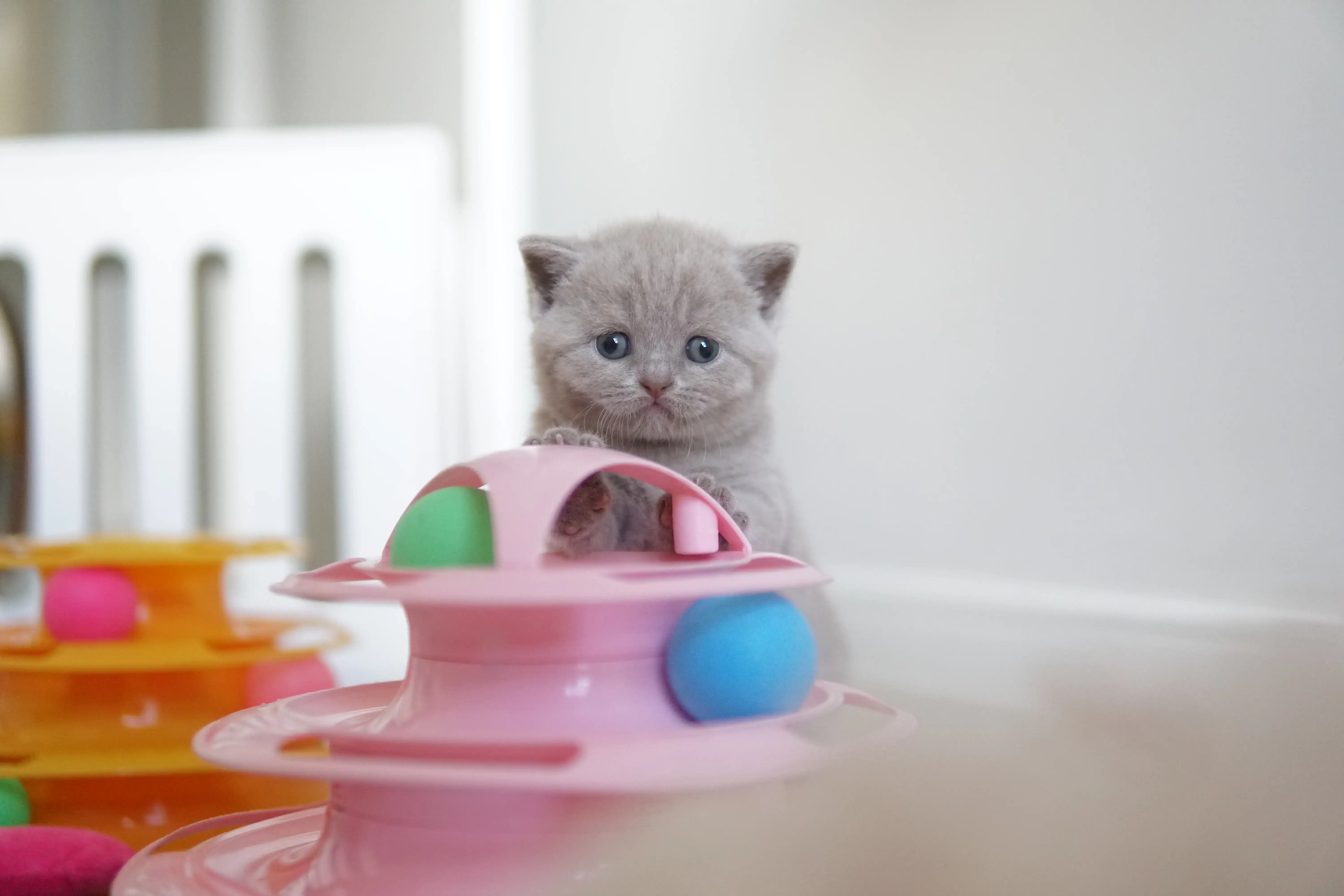 Filhote deitado entre os brinquedos