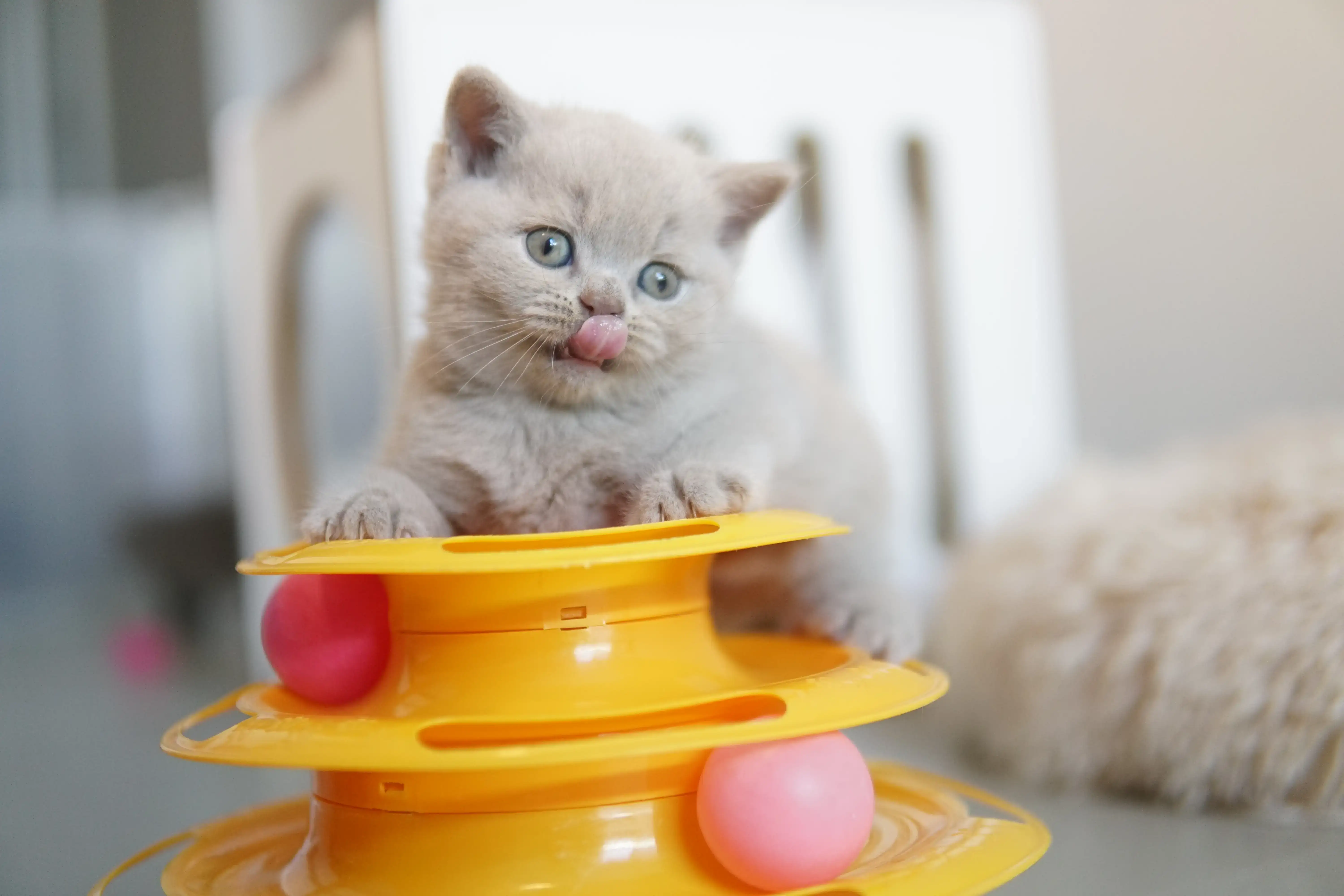 Filhote relaxando após brincar bastante