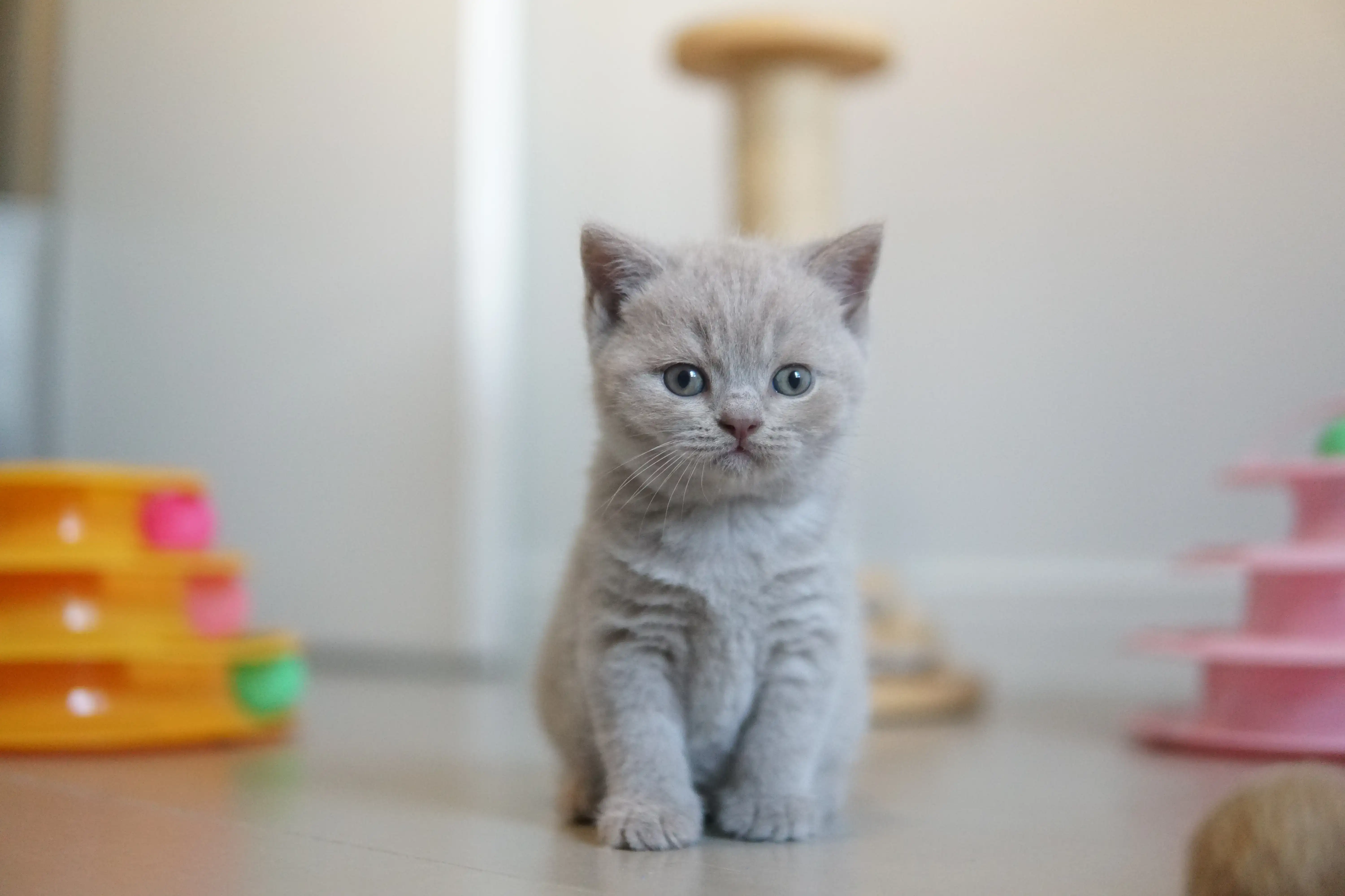 Filhote aproveitando o conforto da almofada