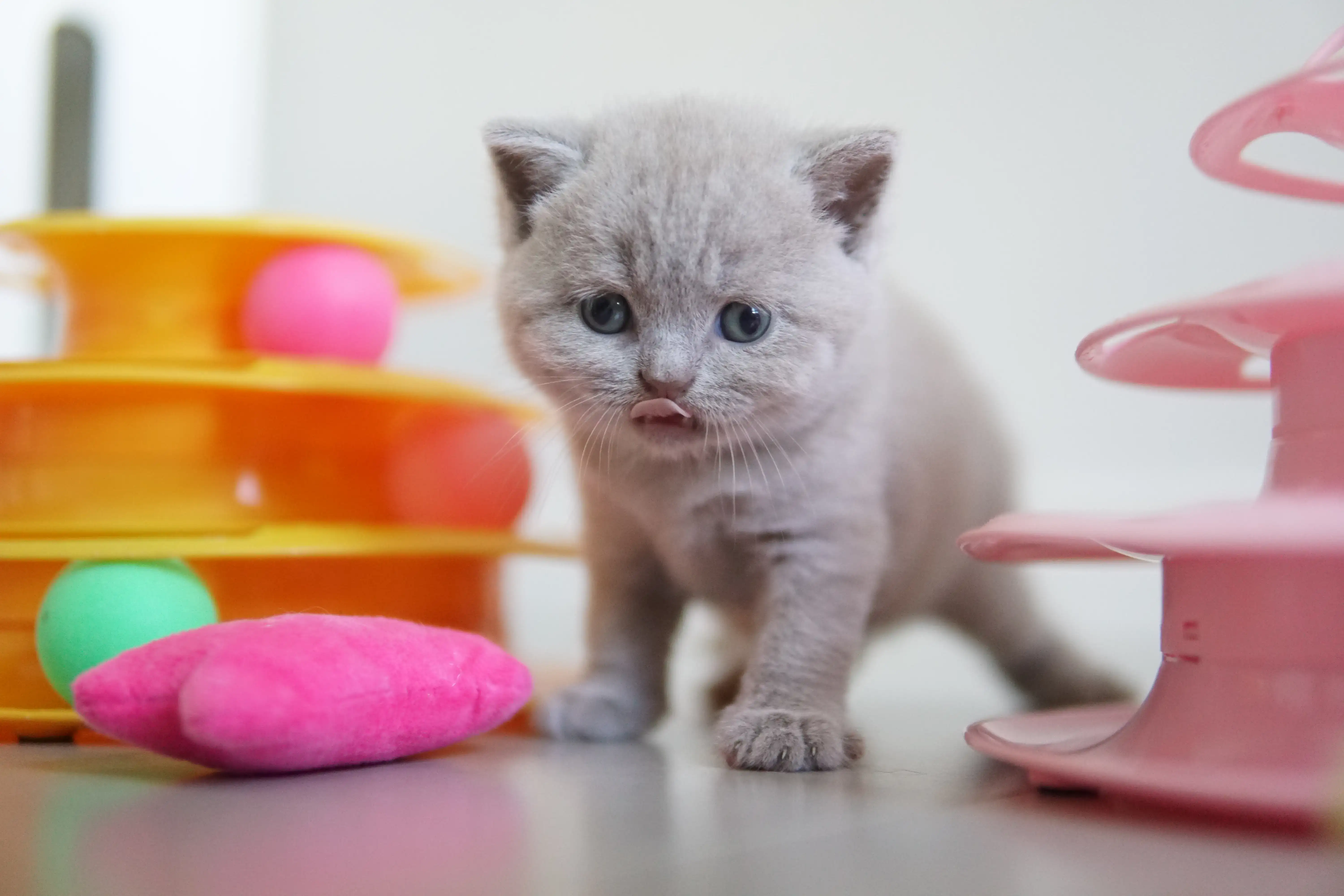 Filhote brincando com o brinquedo empilhável