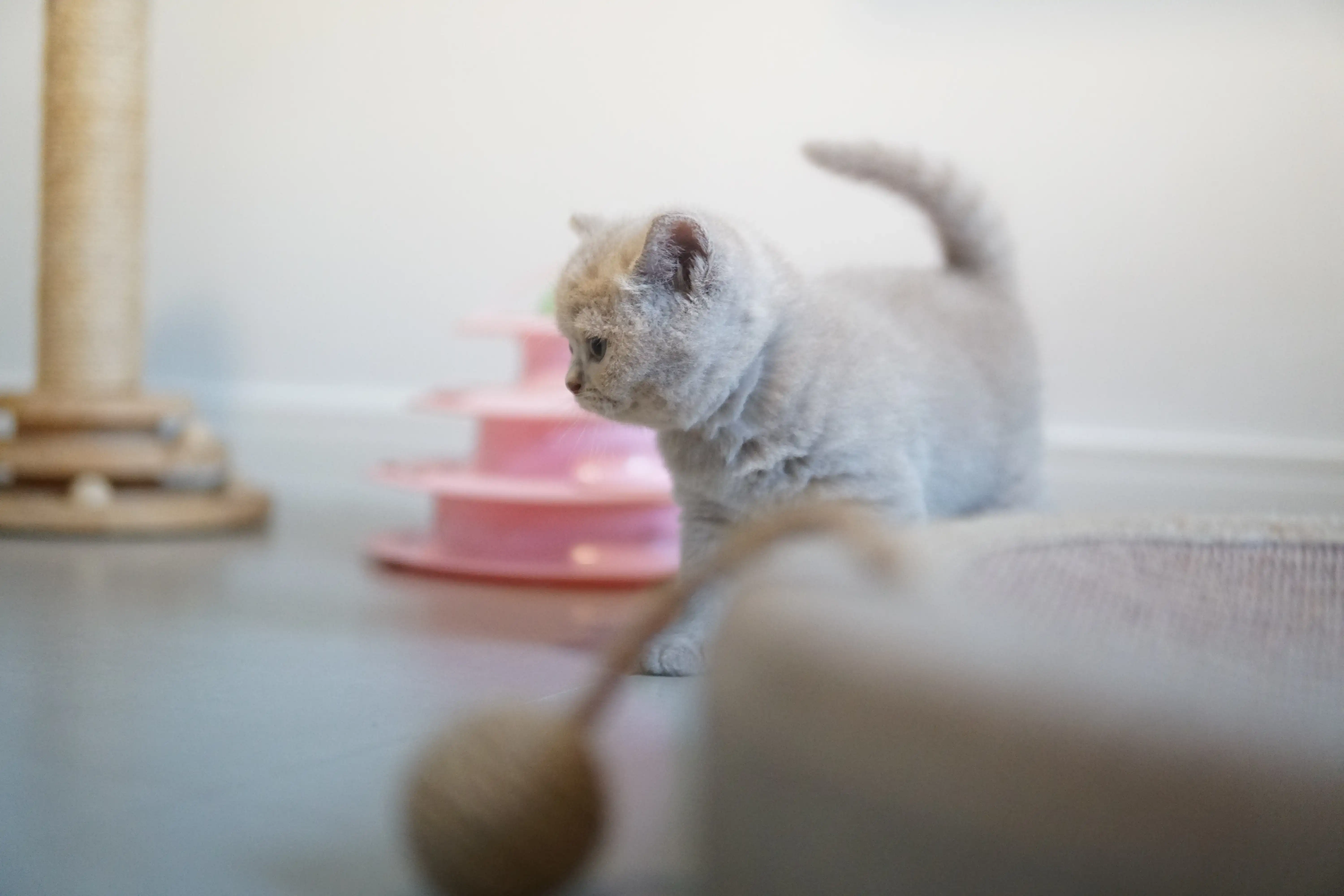 Filhote se movimentando com energia