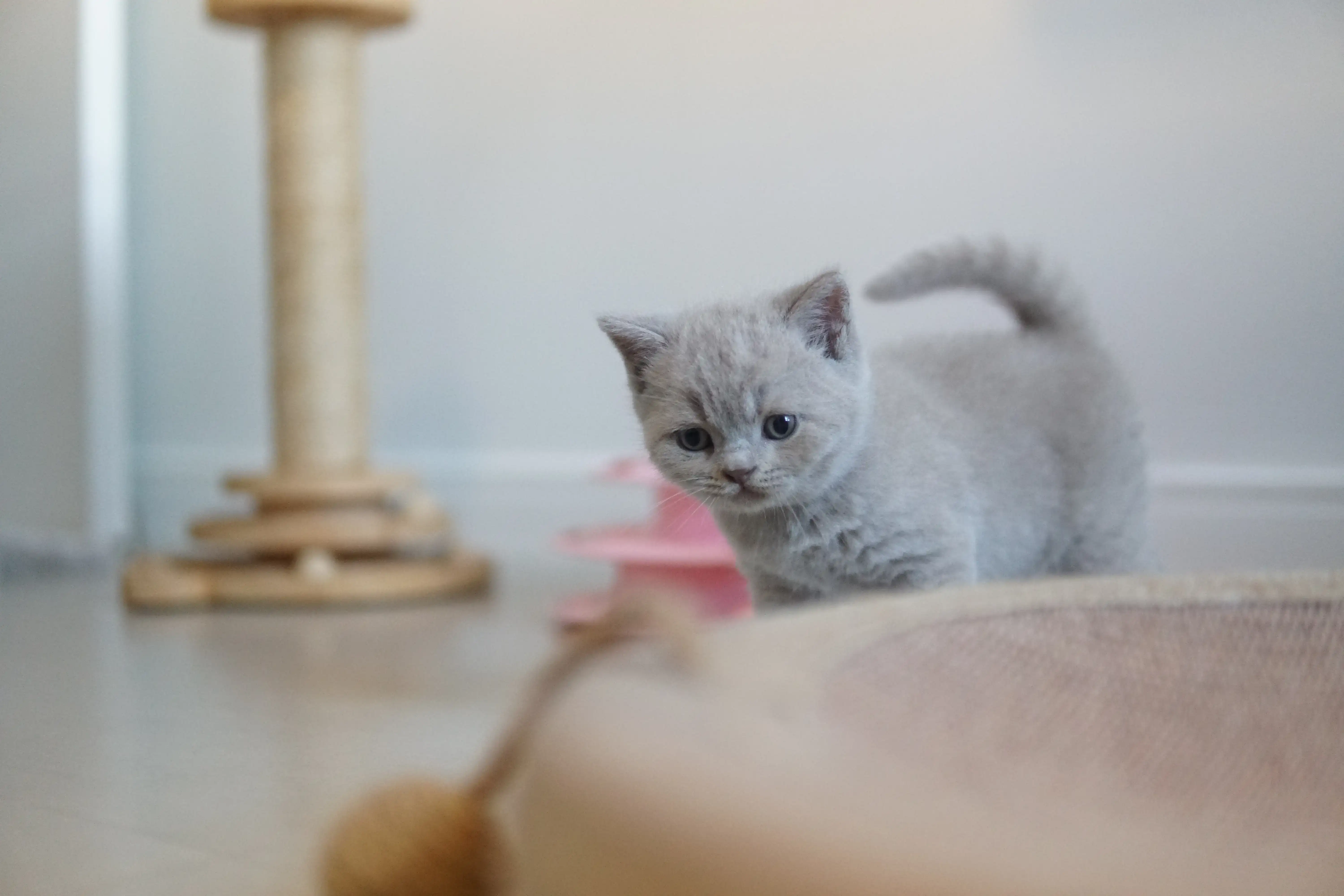 Filhote preparado para uma boa soneca