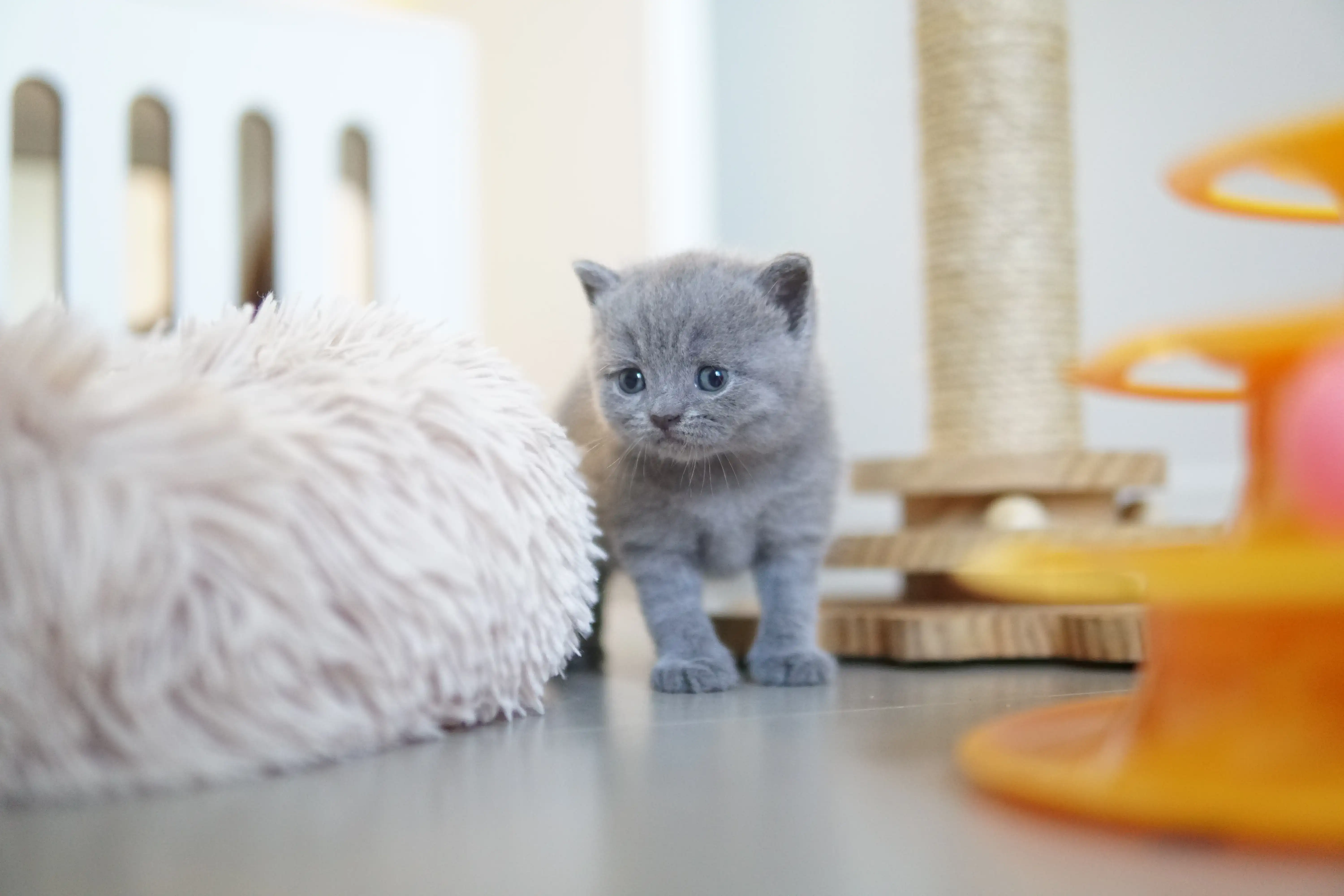 Filhote em ação ao lado do arranhador